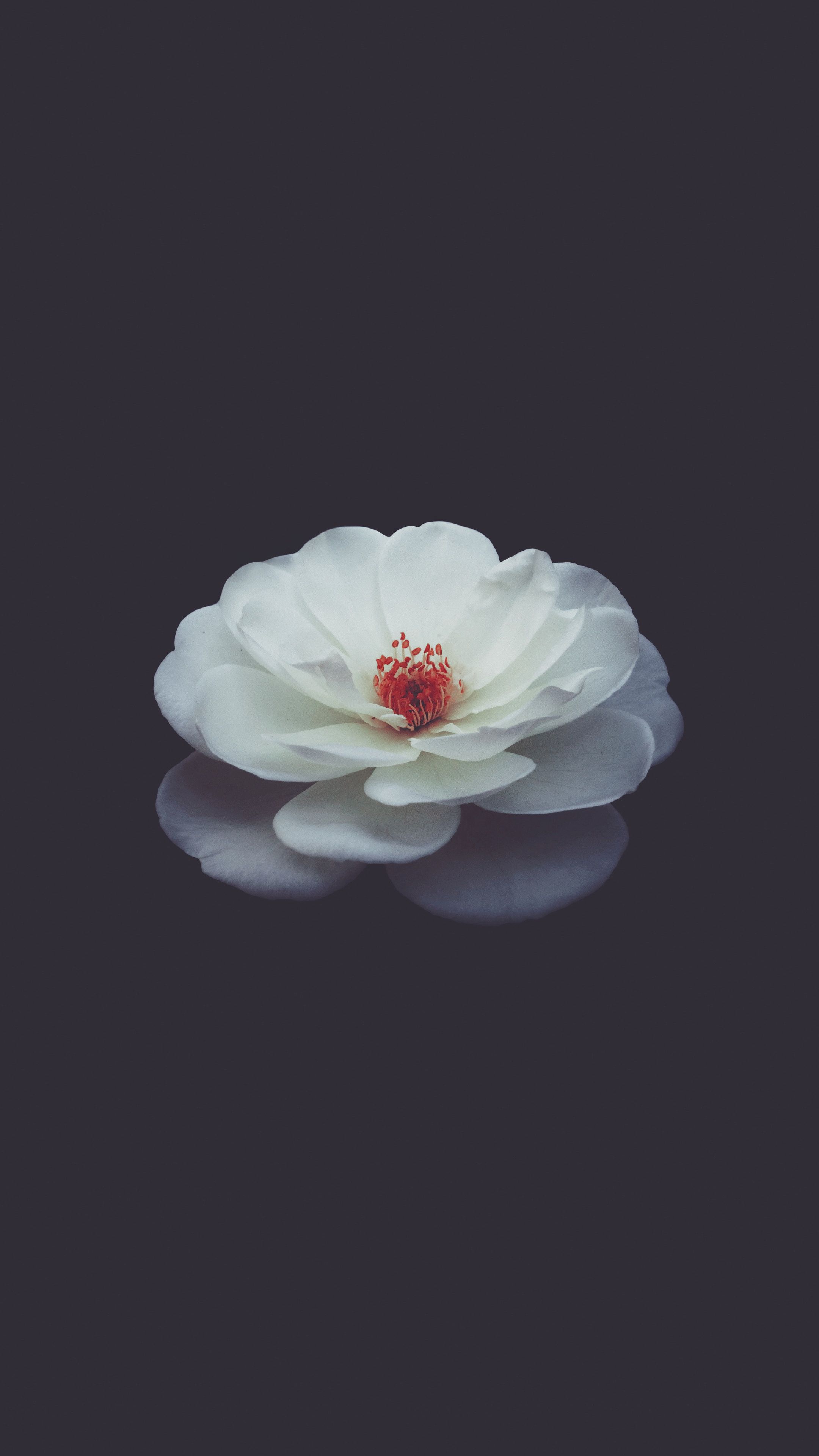 Laden Sie das Knospe, Bud, Rose, Blütenblätter, Blumen, Schwarzer Hintergrund-Bild kostenlos auf Ihren PC-Desktop herunter