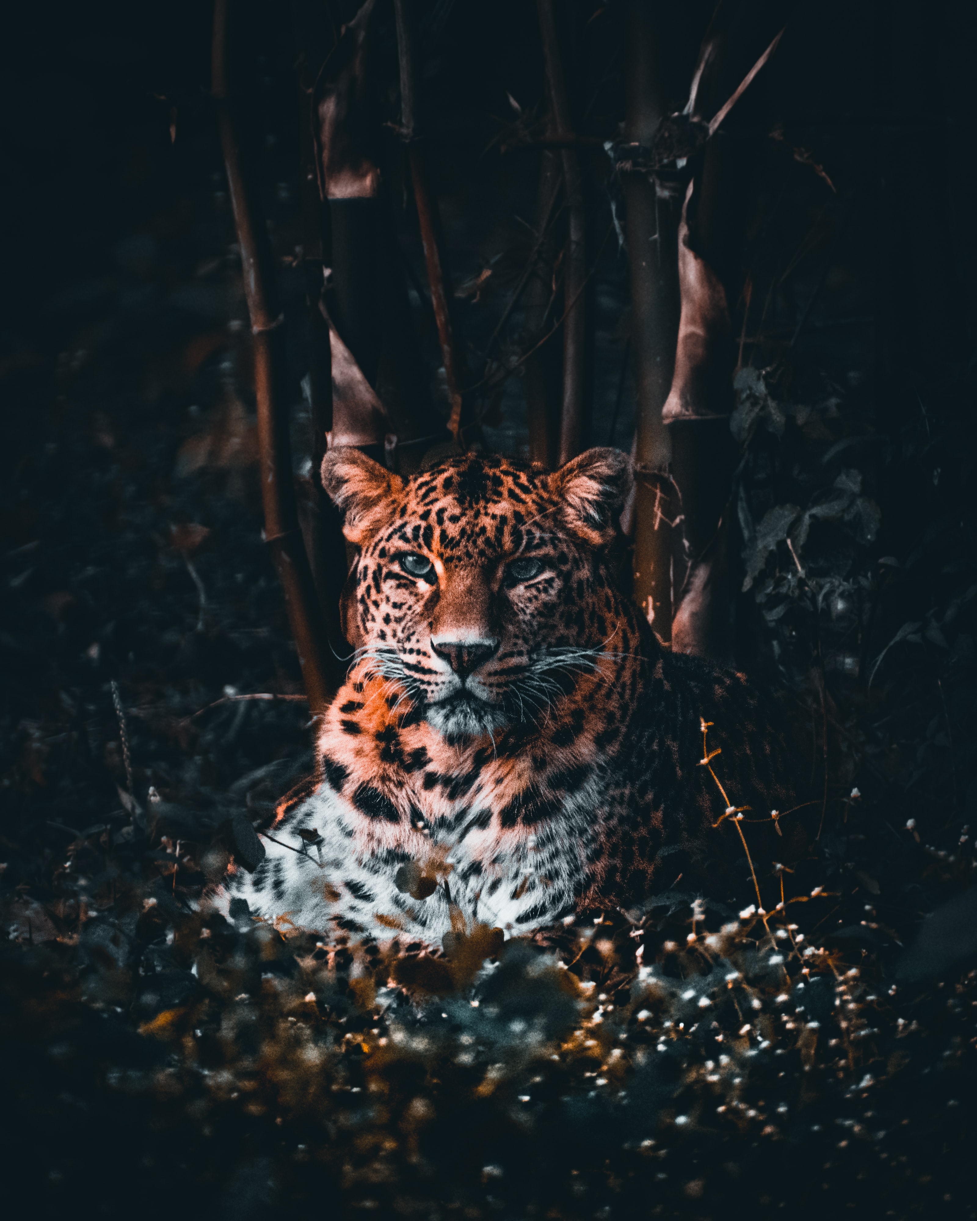 55596 descargar imagen animales, hierba, leopardo, depredador, gato grande, visión, opinión: fondos de pantalla y protectores de pantalla gratis