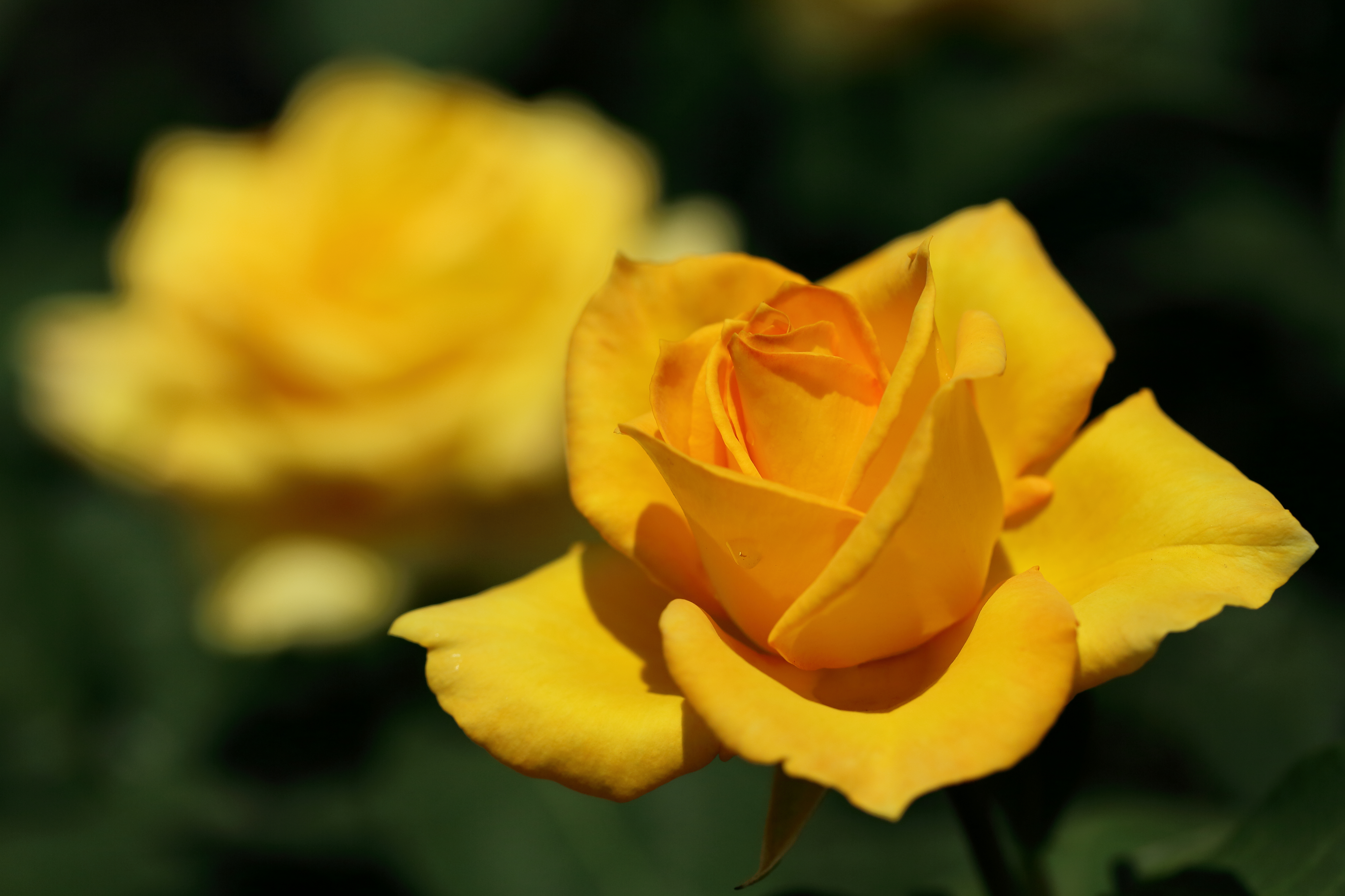358199 скачать обои желтая роза, земля/природа, роза, боке, капли, флауэрсы - заставки и картинки бесплатно