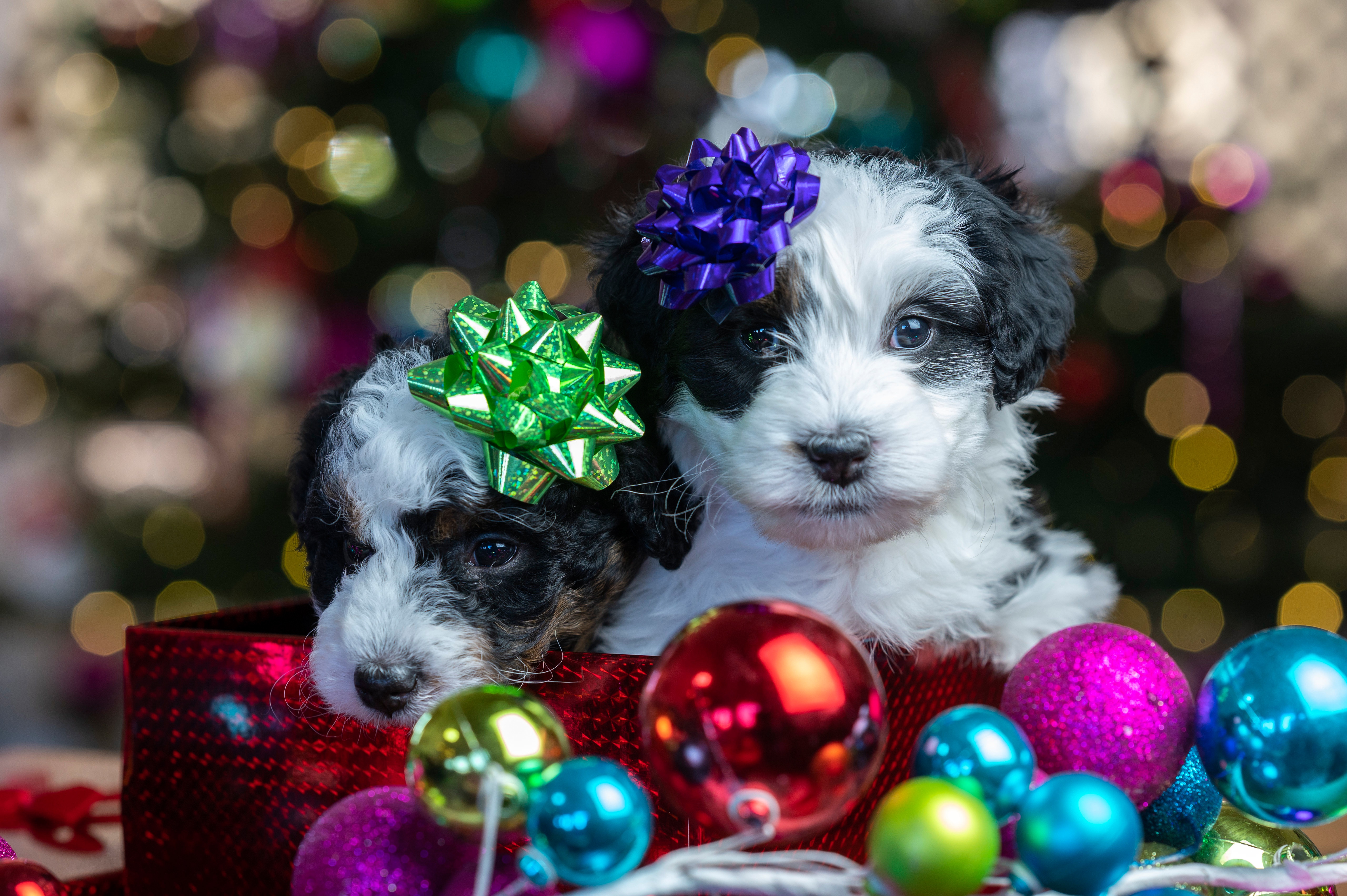 Laden Sie das Tiere, Hunde, Weihnachten, Hund, Welpen, Tierbaby-Bild kostenlos auf Ihren PC-Desktop herunter