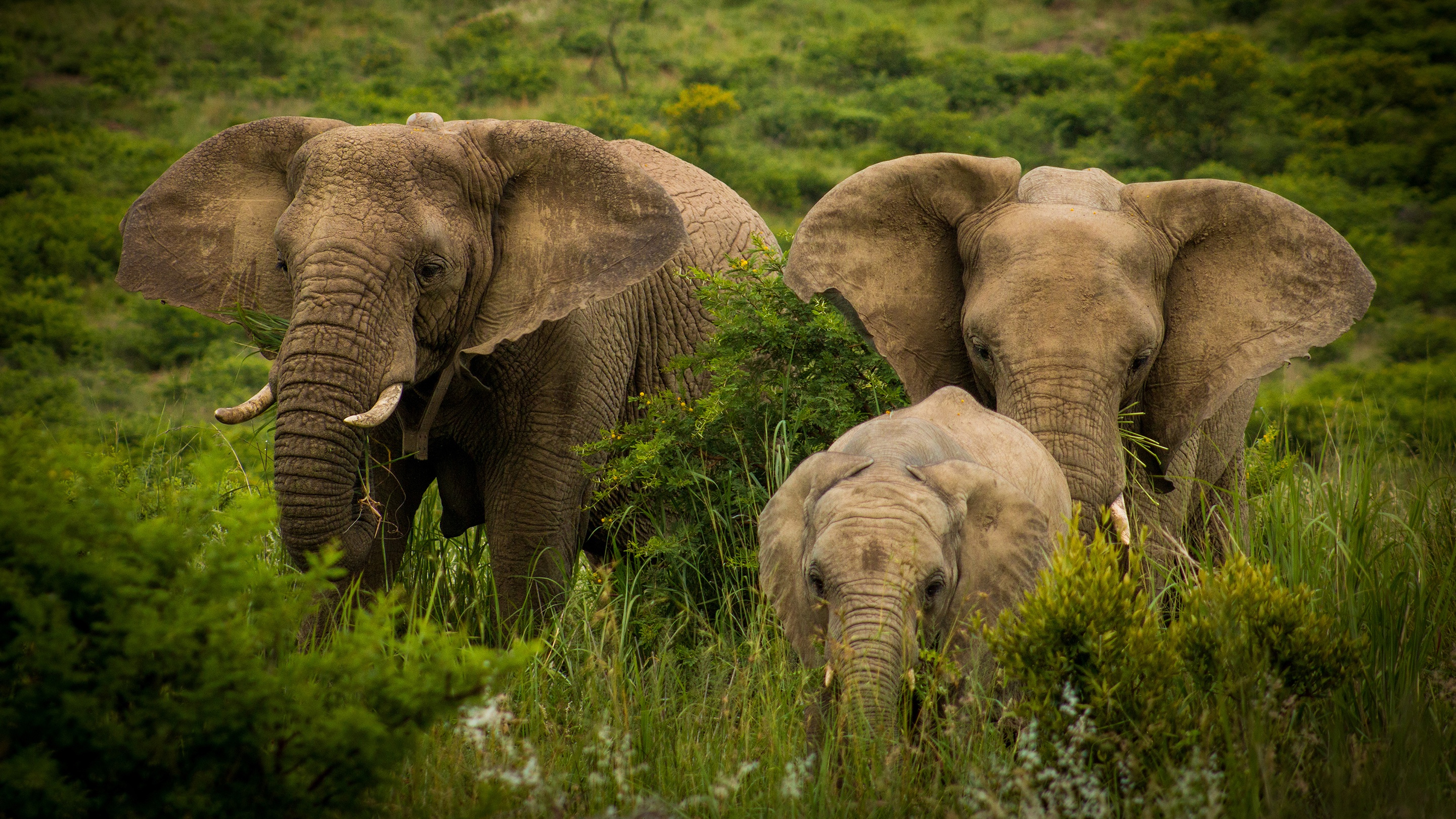 Descarga gratuita de fondo de pantalla para móvil de Animales, Elefantes, Bebe Animal, Elefante Africano De Sabana.