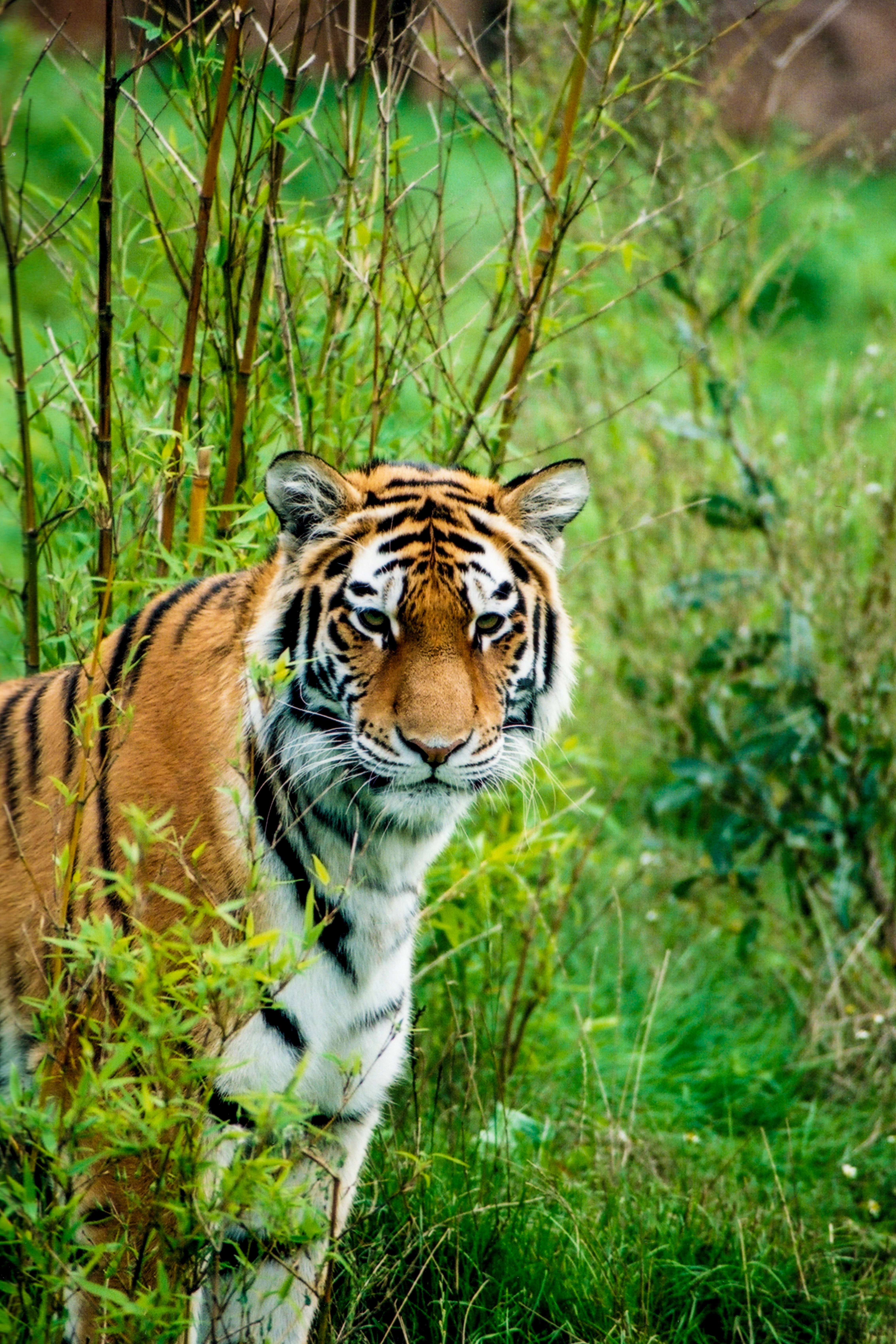 114117 скачать обои животное, тигр, амурский тигр, дикая природа, хищник, животные - заставки и картинки бесплатно