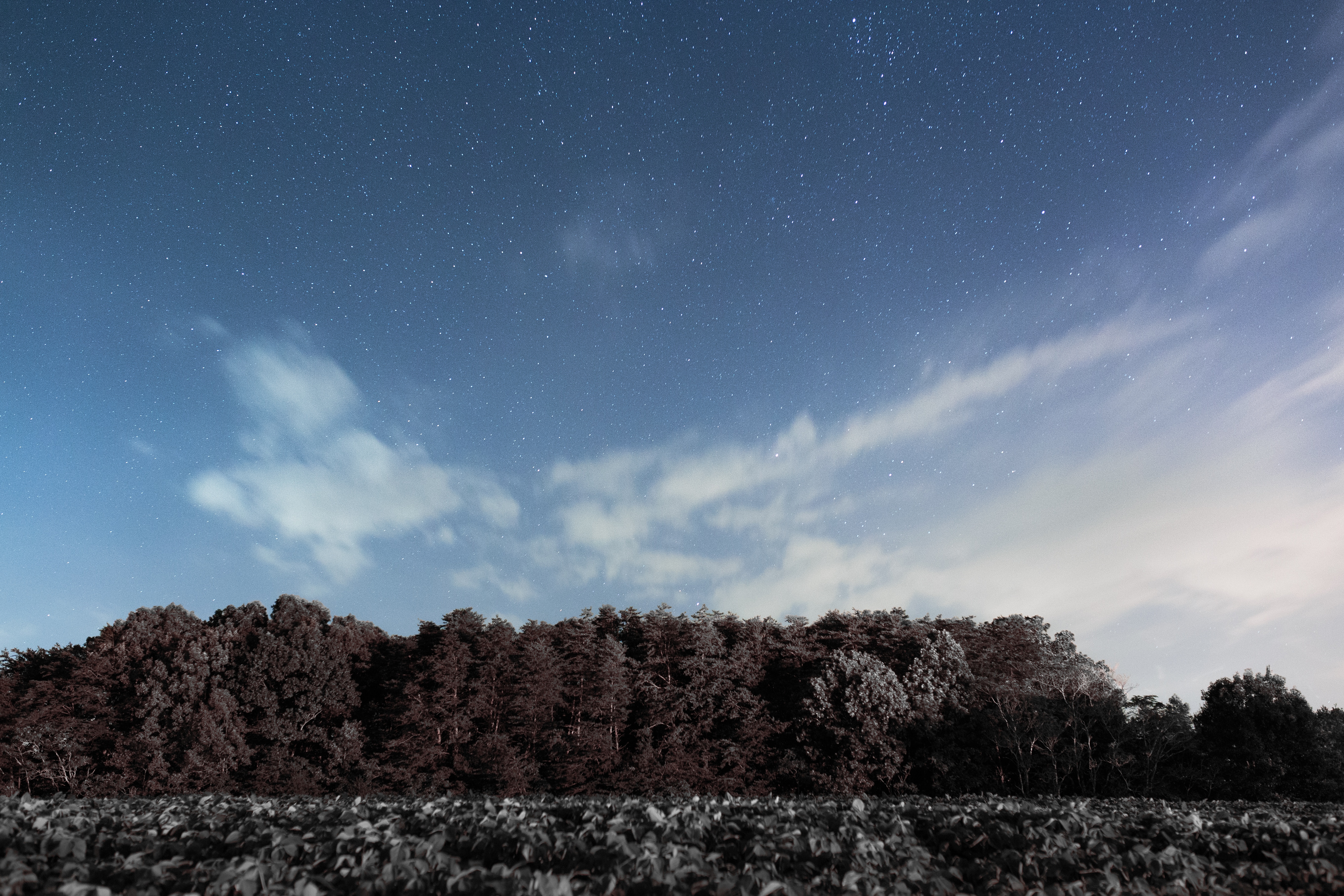 Descarga gratuita de fondo de pantalla para móvil de Naturaleza, Estrellas, Nubes, Cielo, Árboles.