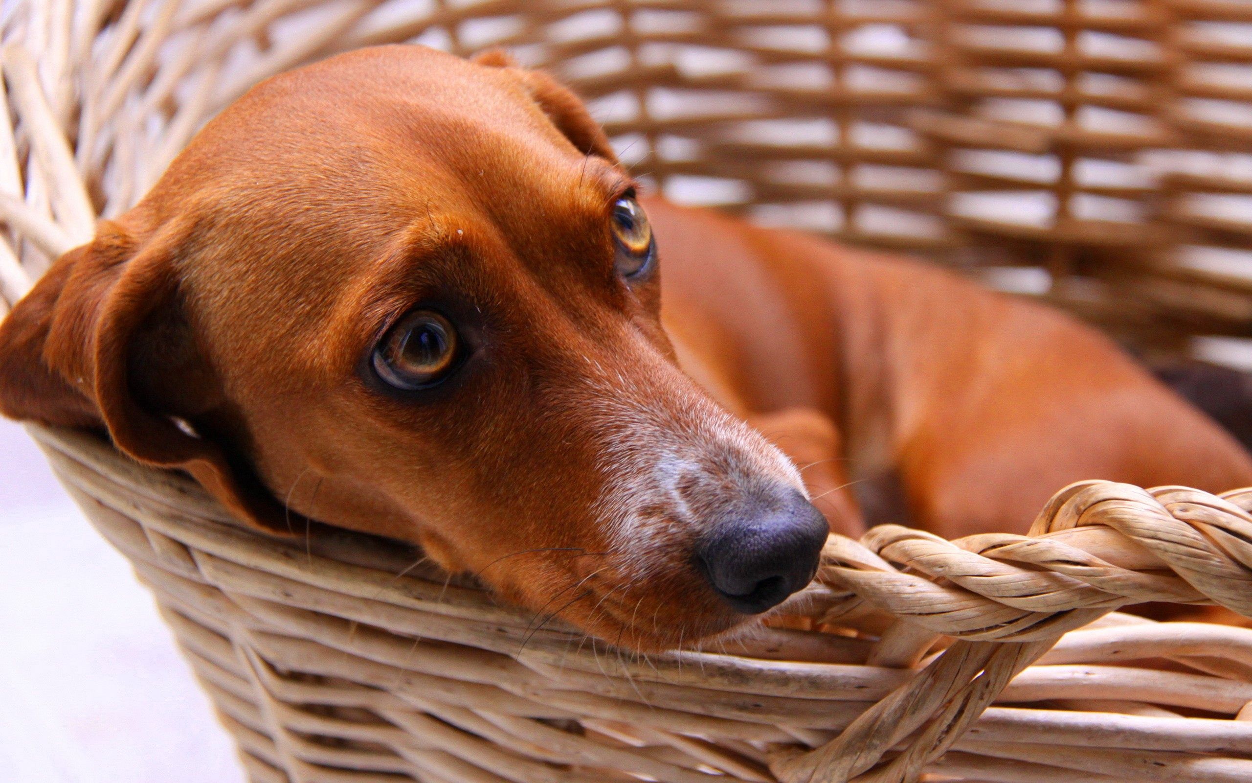 dachshund, animals, dog, fear, basket, expectation, waiting HD wallpaper