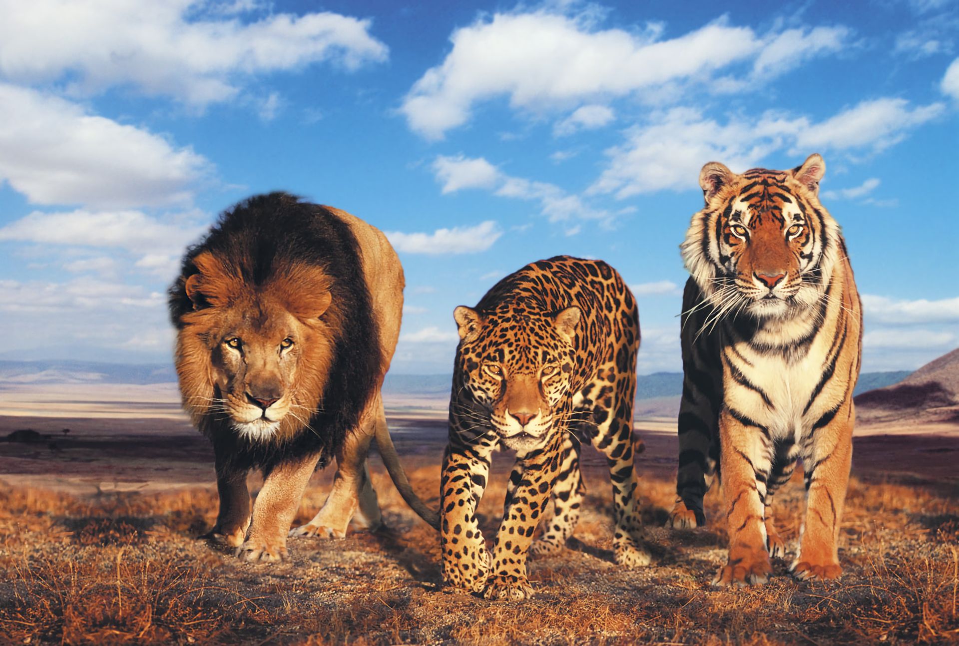 Descarga gratuita de fondo de pantalla para móvil de Animales, Leopardo, León, Tigre, Otro.