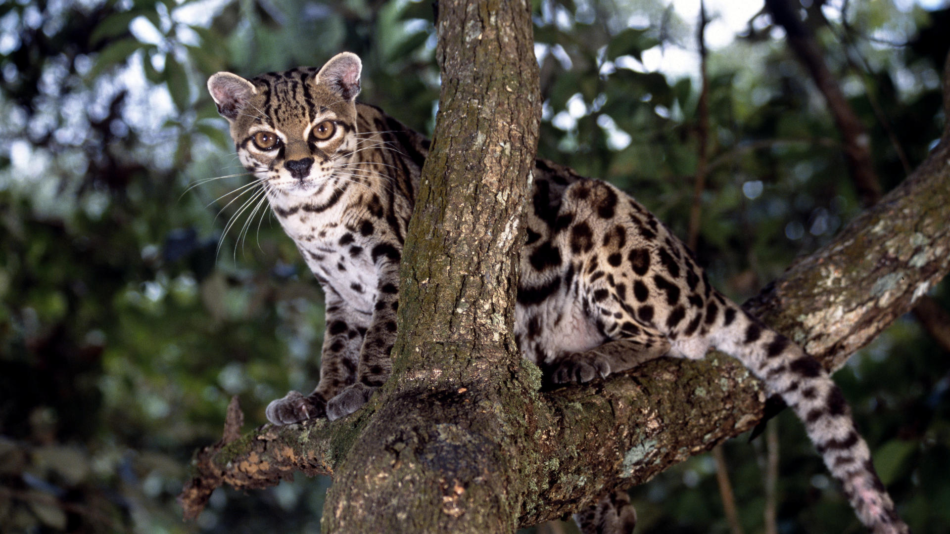 285343 baixar papel de parede animais, jaguatirica, gatos - protetores de tela e imagens gratuitamente
