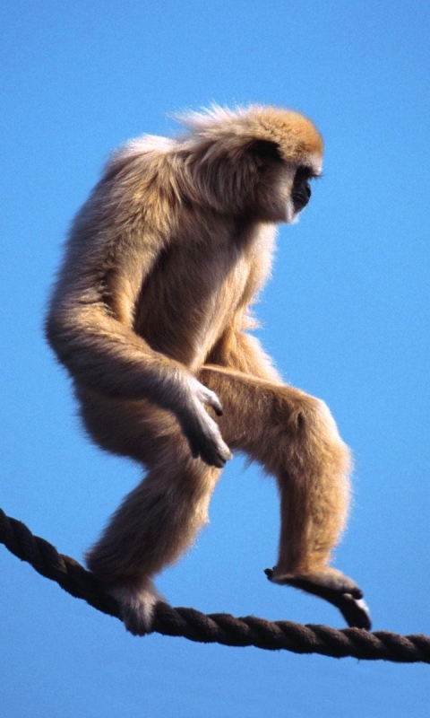 Download mobile wallpaper Monkeys, Monkey, Animal, Gibbon for free.