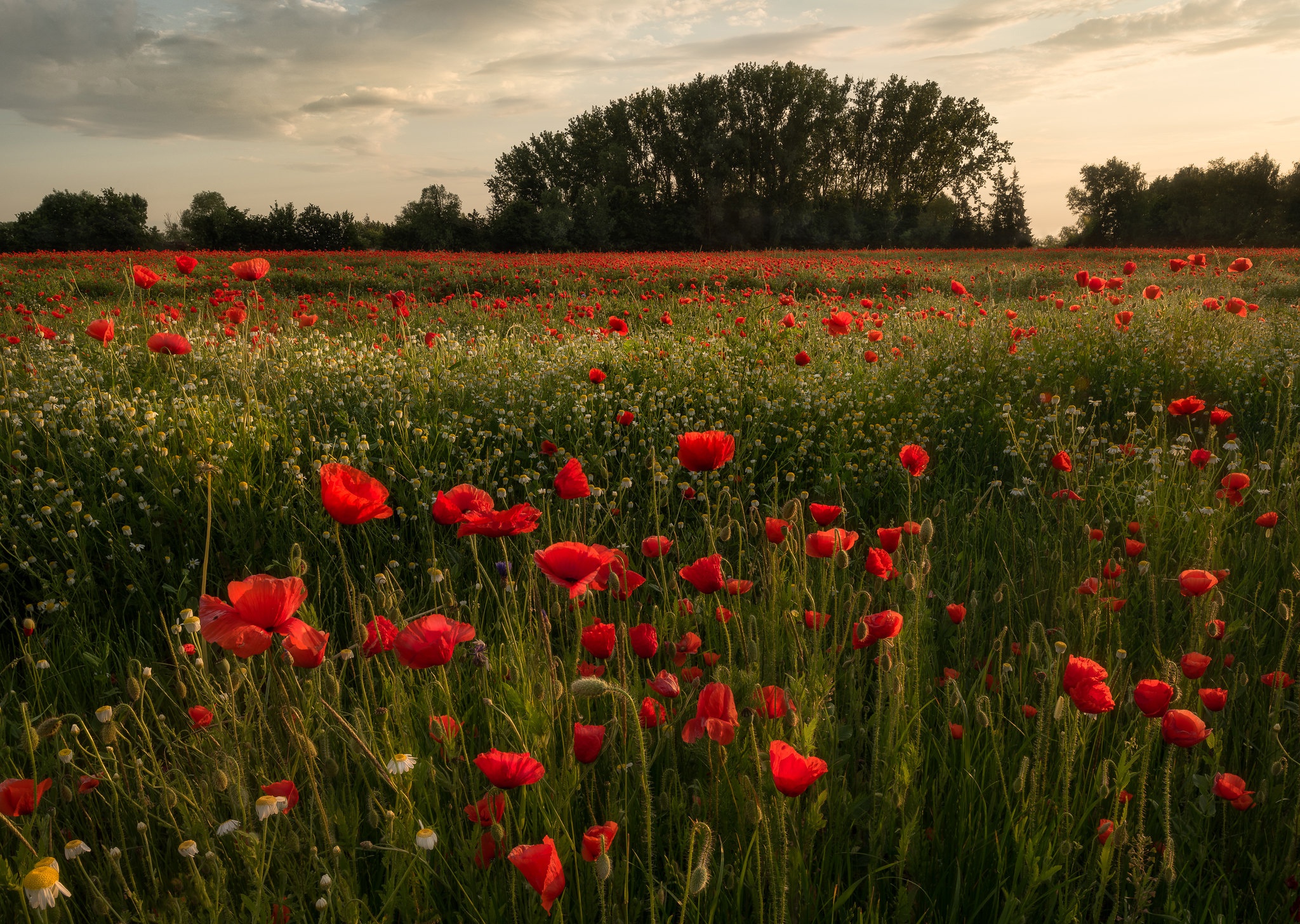 Free download wallpaper Flowers, Summer, Flower, Earth, Field, Poppy, Red Flower on your PC desktop