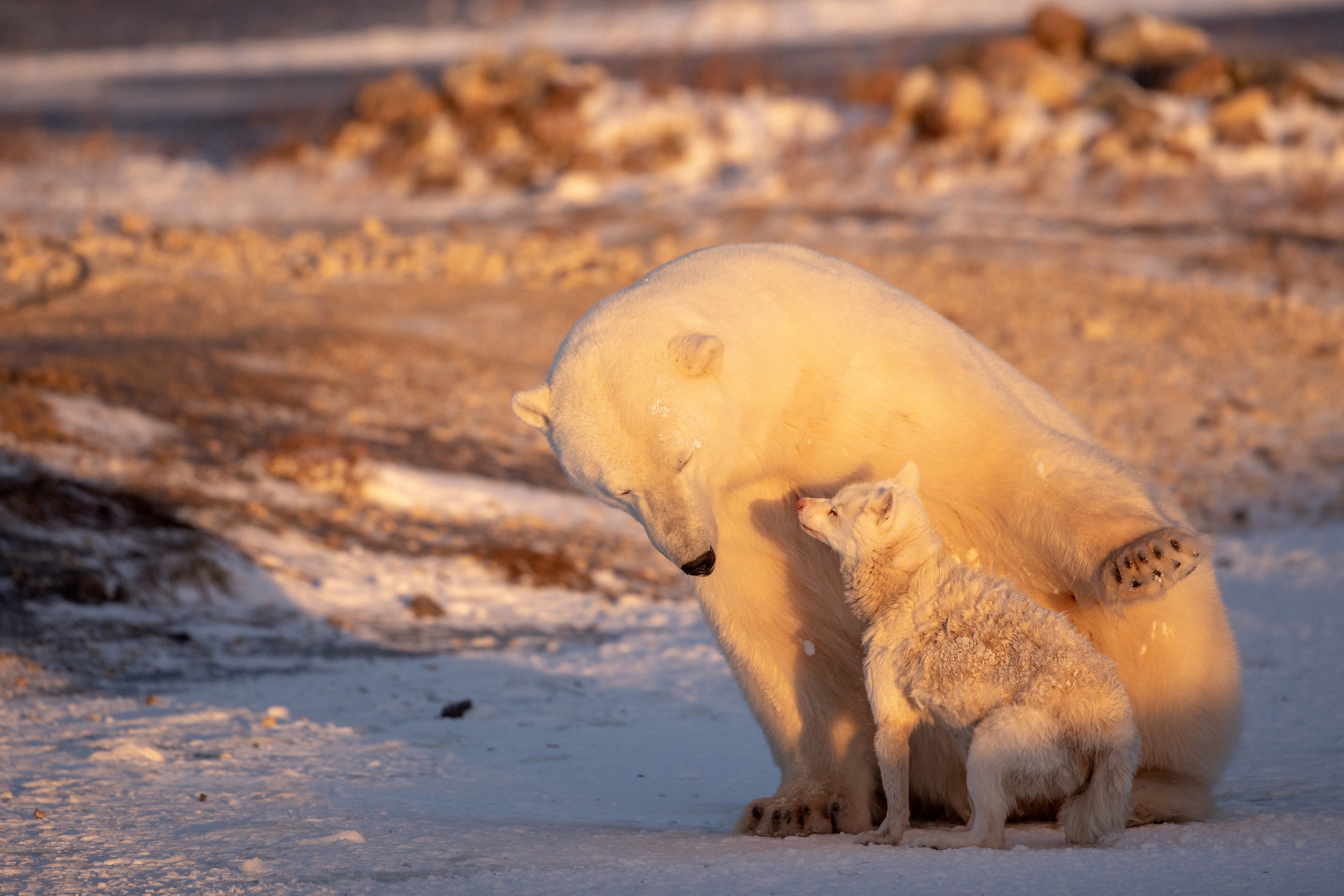 Download mobile wallpaper Bears, Fox, Animal, Polar Bear for free.