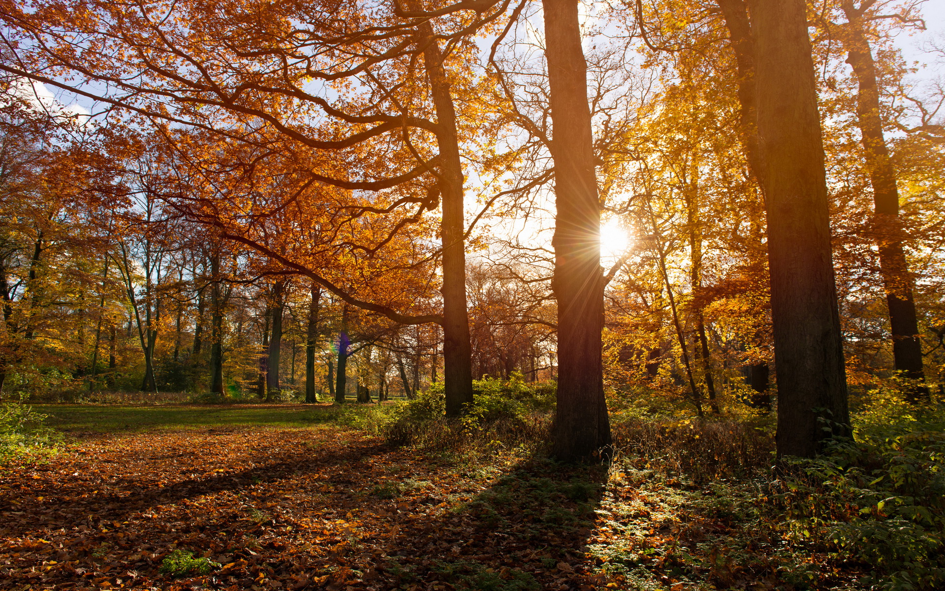 Descarga gratis la imagen Bosque, Tierra/naturaleza en el escritorio de tu PC