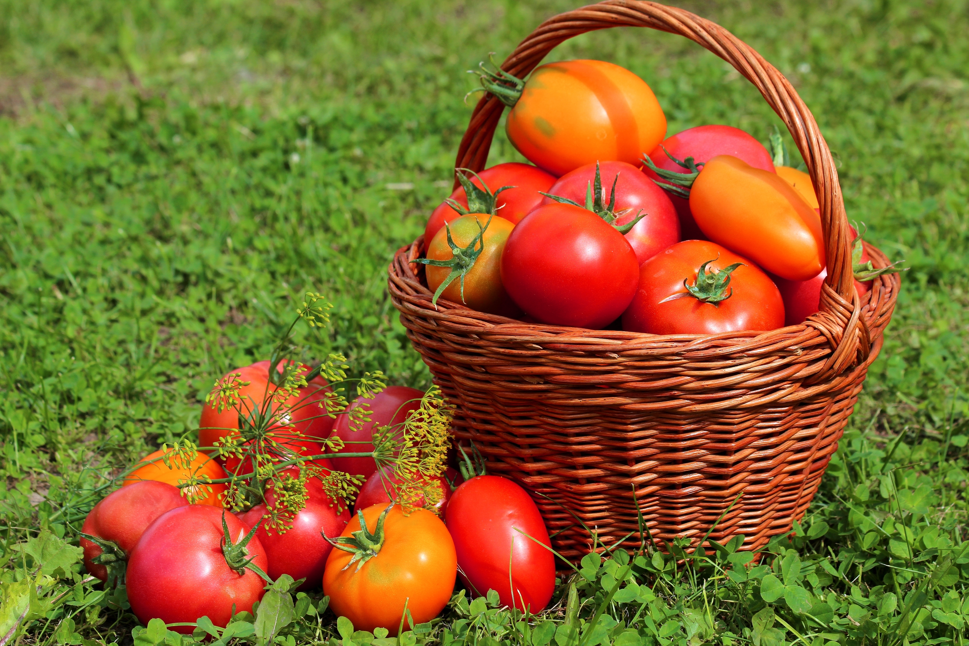 Laden Sie das Frucht, Korb, Tomate, Nahrungsmittel, Früchte-Bild kostenlos auf Ihren PC-Desktop herunter