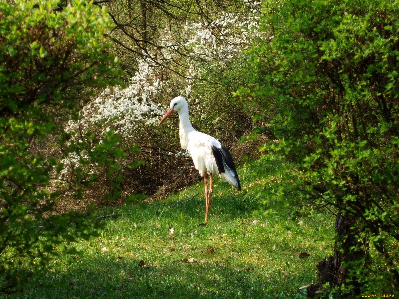 animal, white stork, birds