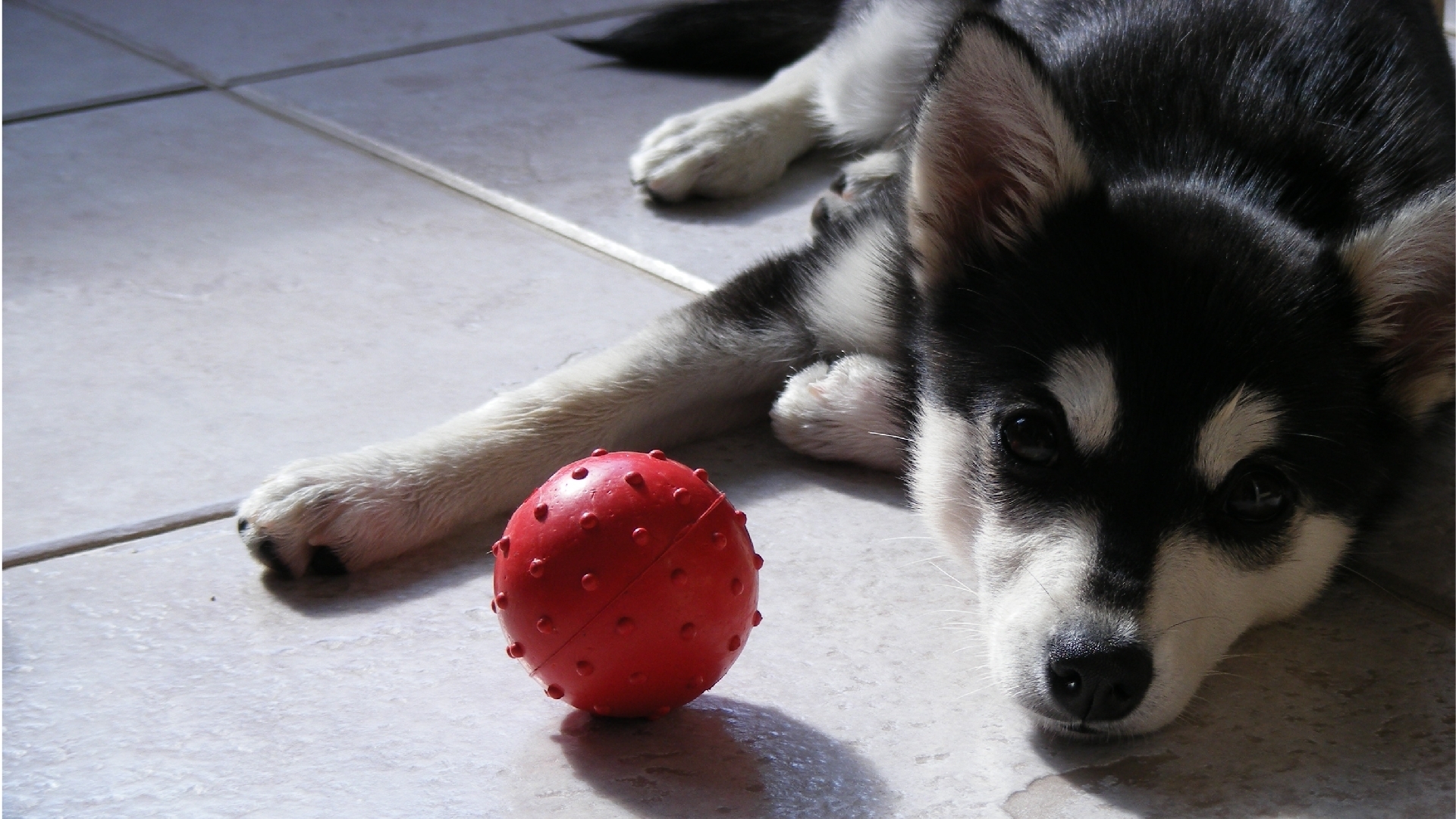 Baixe gratuitamente a imagem Animais, Cão na área de trabalho do seu PC