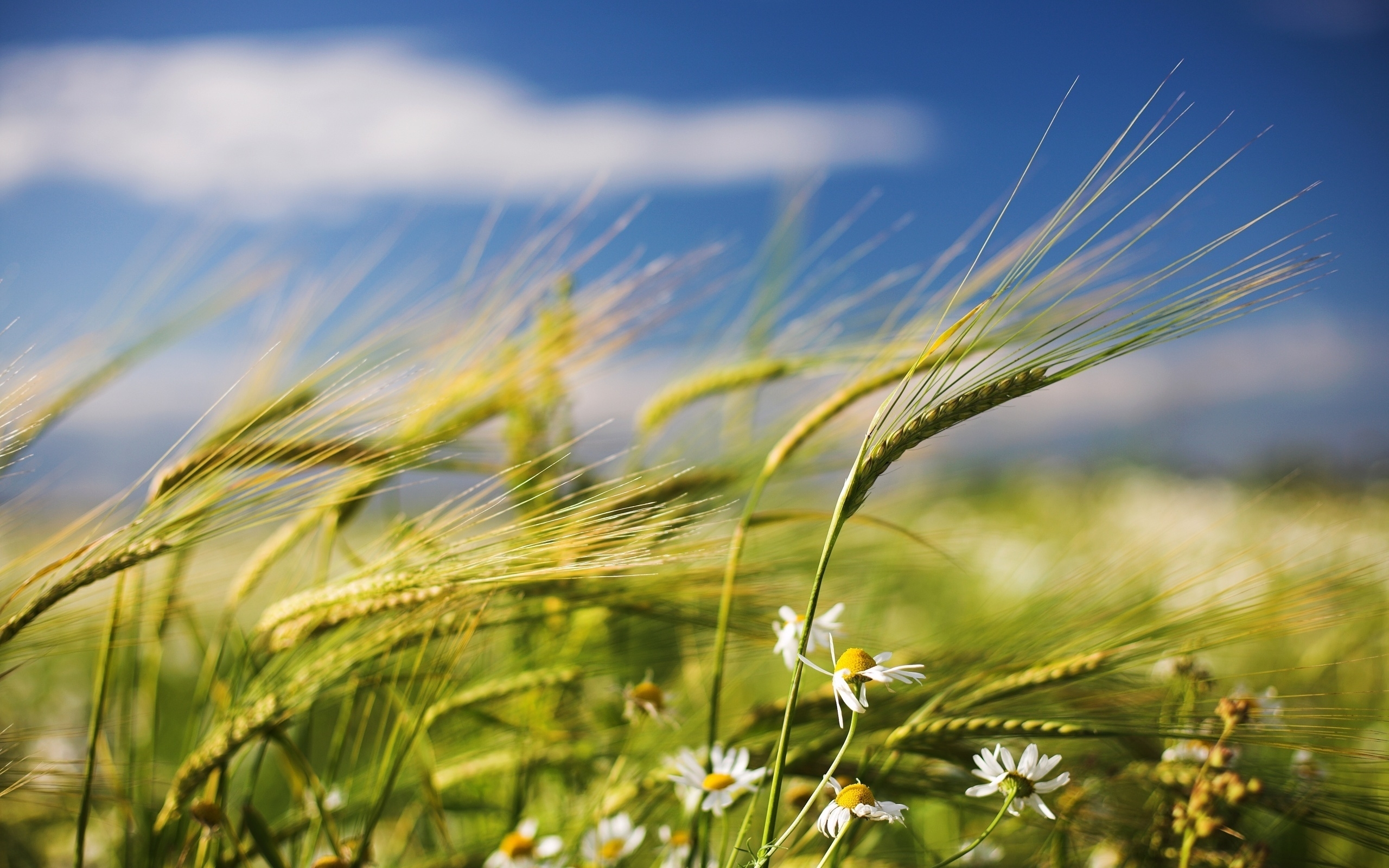 plants, wheat Desktop Wallpaper