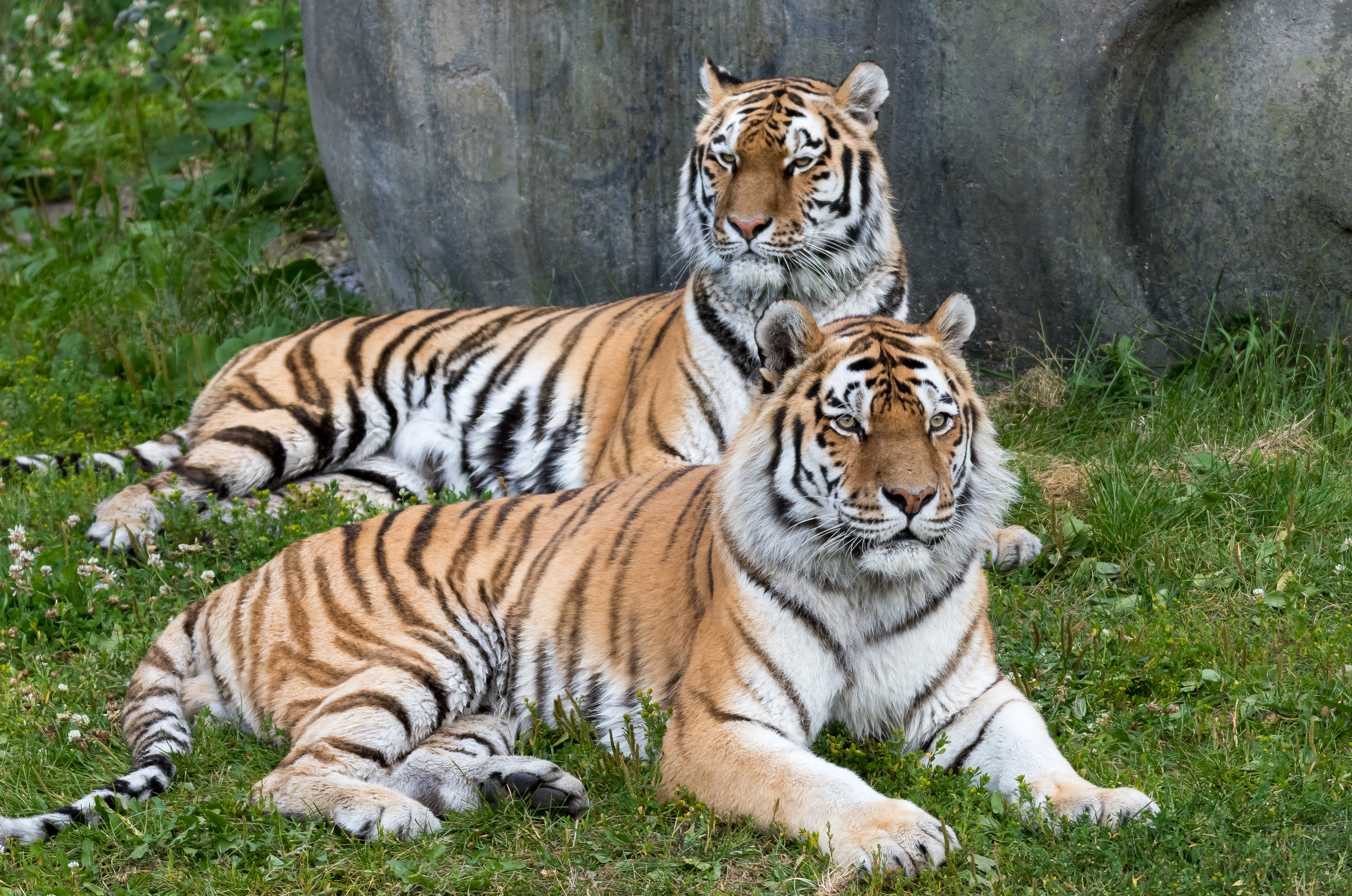 98397 Bild herunterladen tiger, tiere, tigers, raubtier, predator, große katze, big cat - Hintergrundbilder und Bildschirmschoner kostenlos