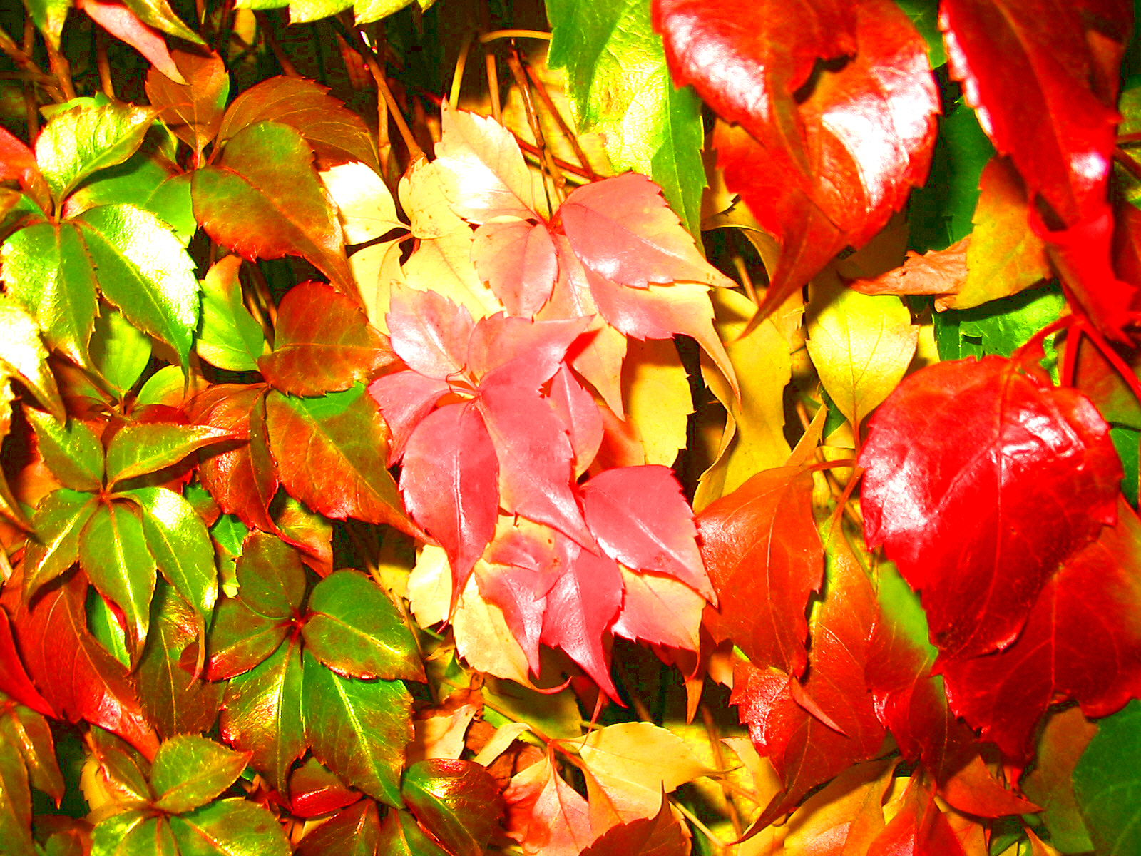 Free download wallpaper Leaf, Earth, Colorful on your PC desktop