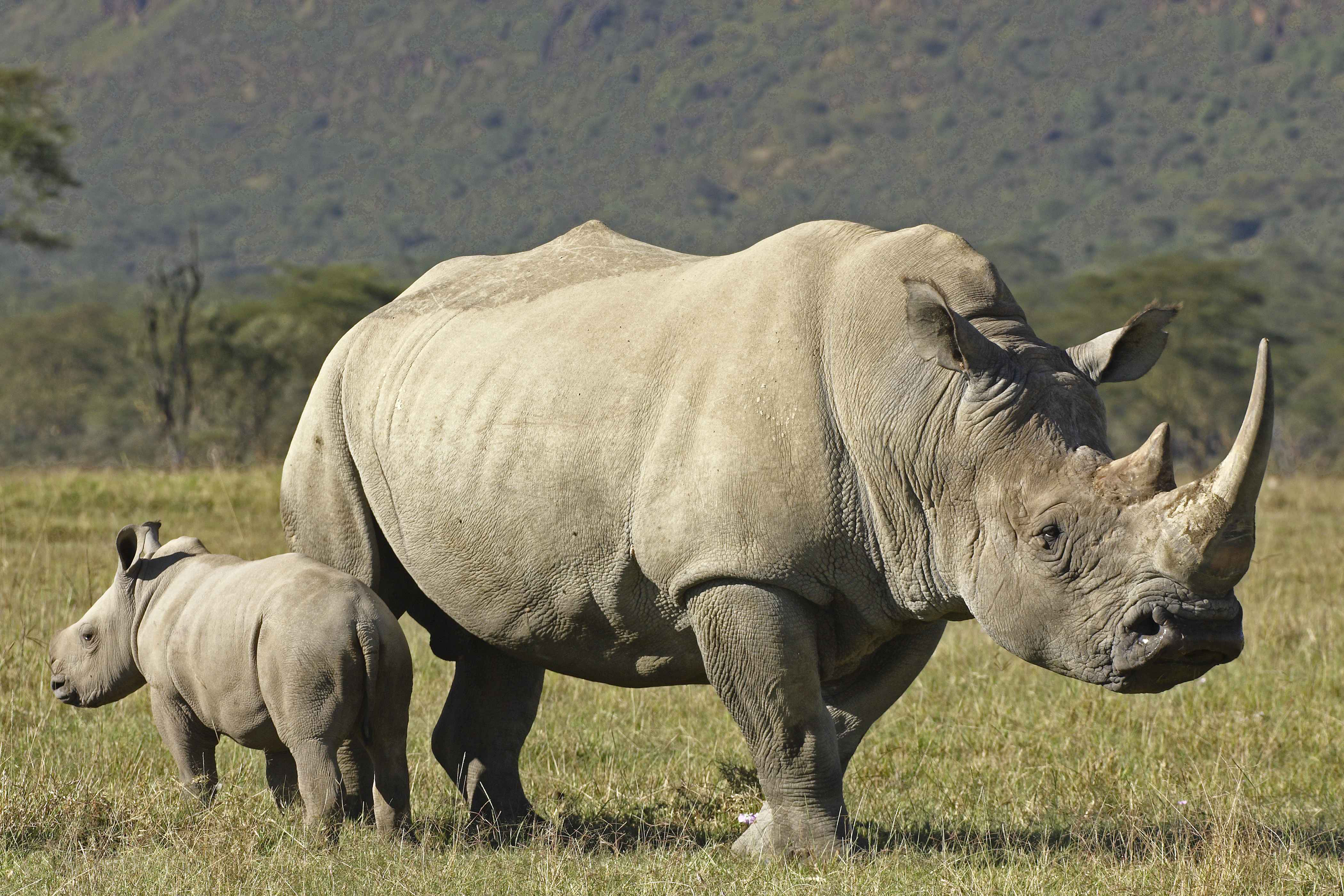 281168 завантажити картинку носоріг, тварина - шпалери і заставки безкоштовно