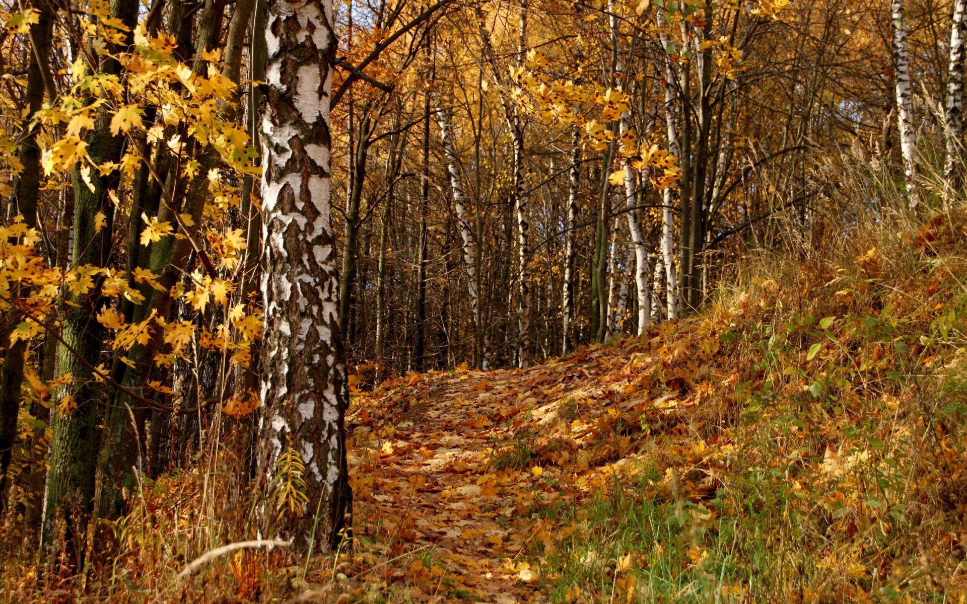 Téléchargez gratuitement l'image Forêt, Terre/nature sur le bureau de votre PC