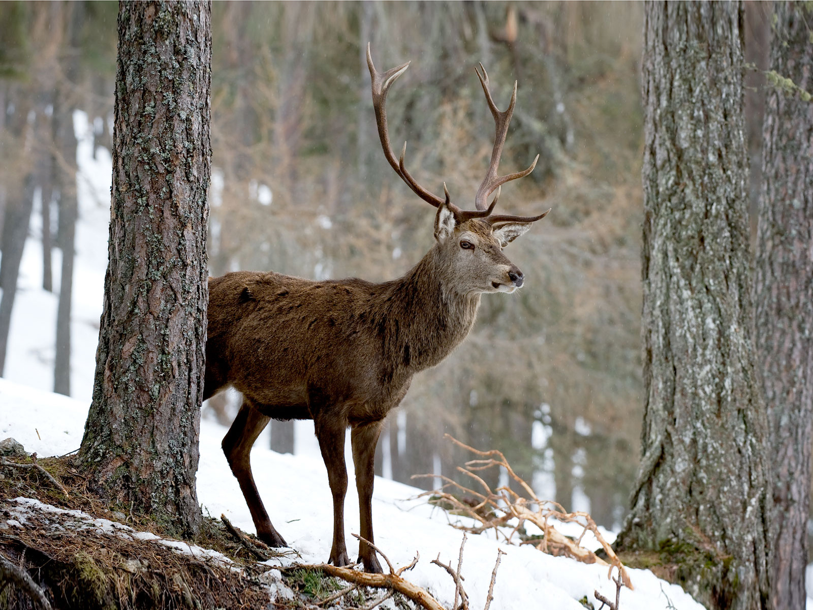 Handy-Wallpaper Tiere, Hirsch kostenlos herunterladen.