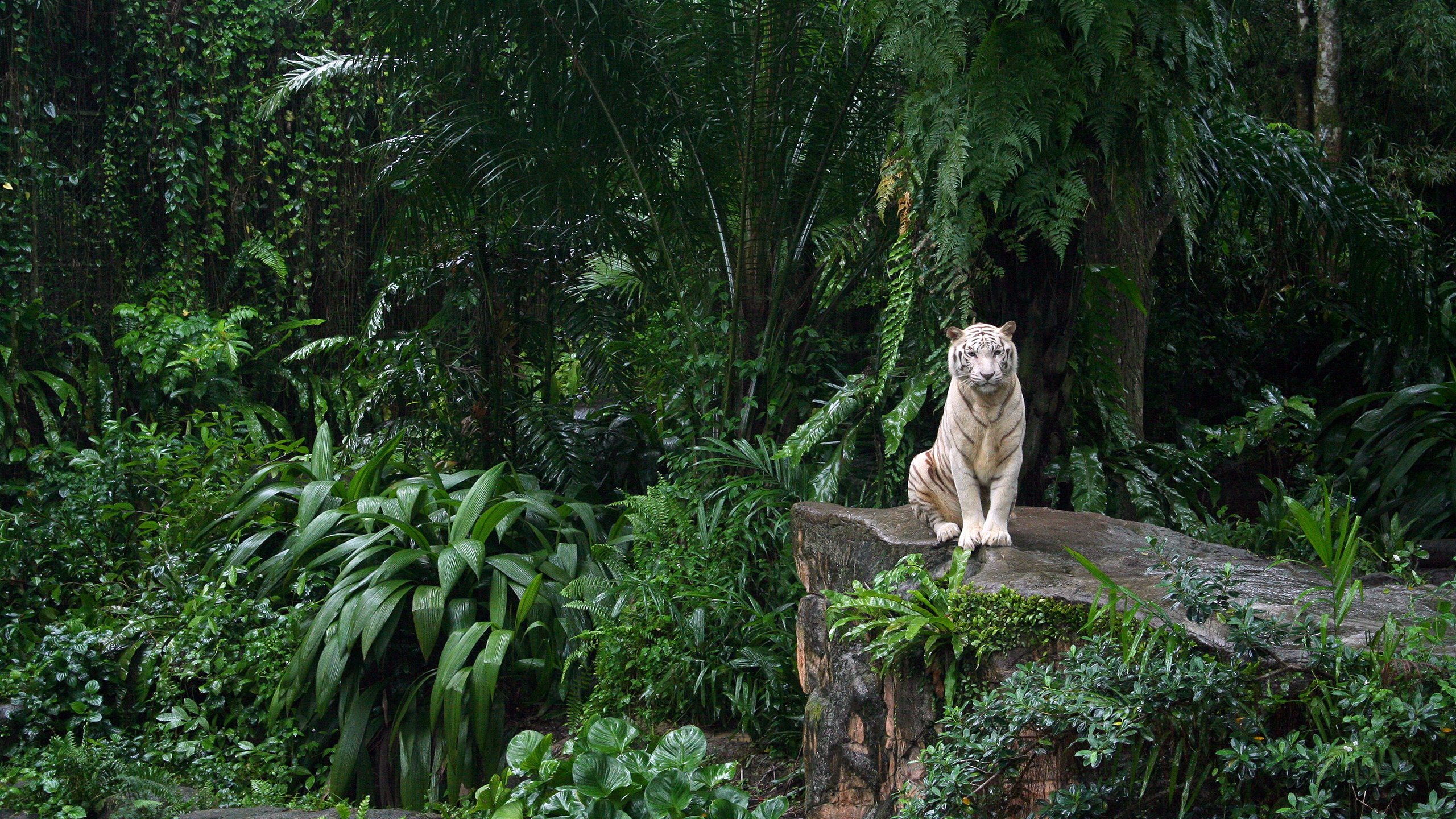 265288 завантажити картинку ліс, тигр, тварина, білий тигр, джунглі, рослина, коти - шпалери і заставки безкоштовно