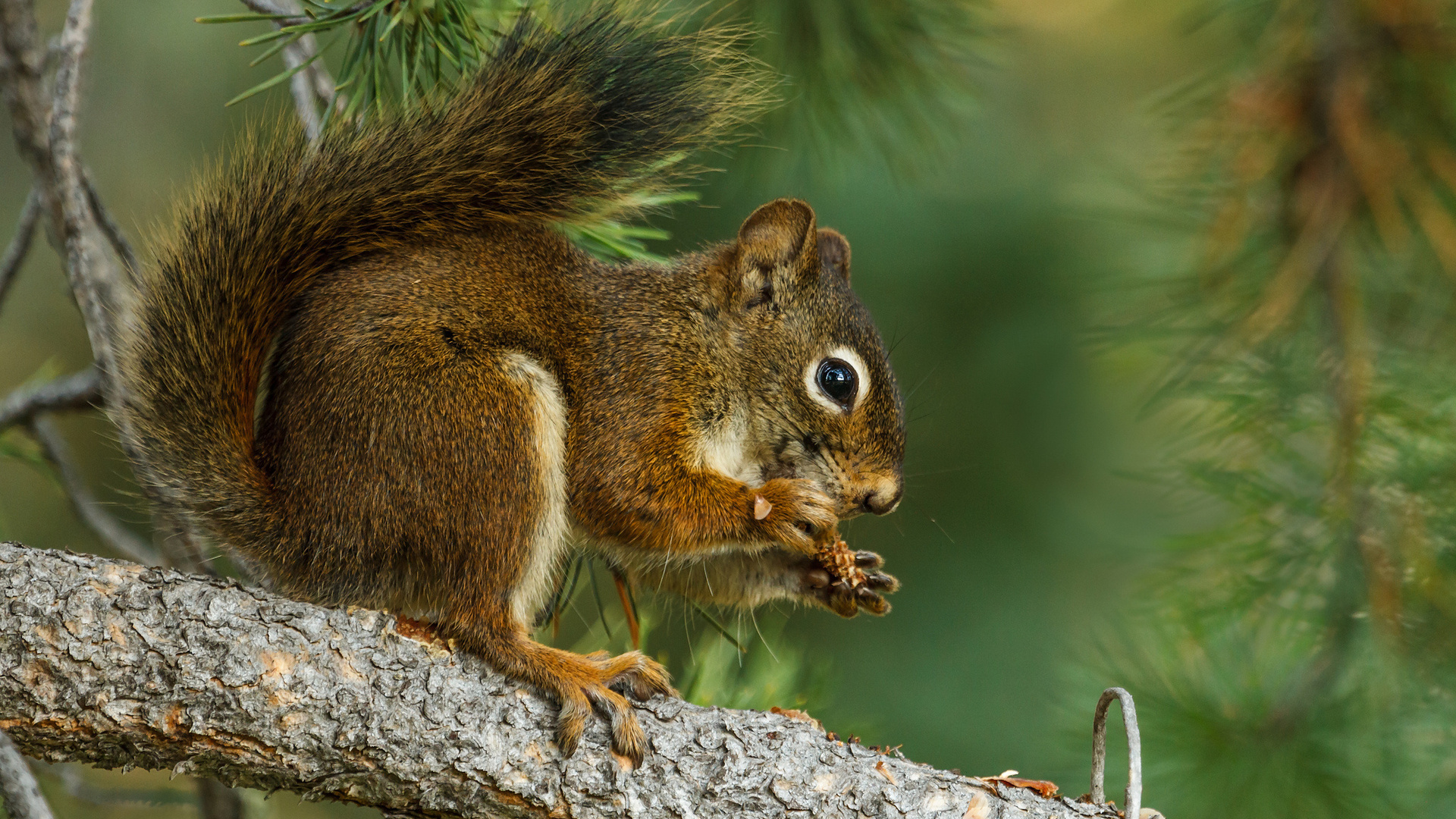 Free download wallpaper Squirrel, Animal on your PC desktop