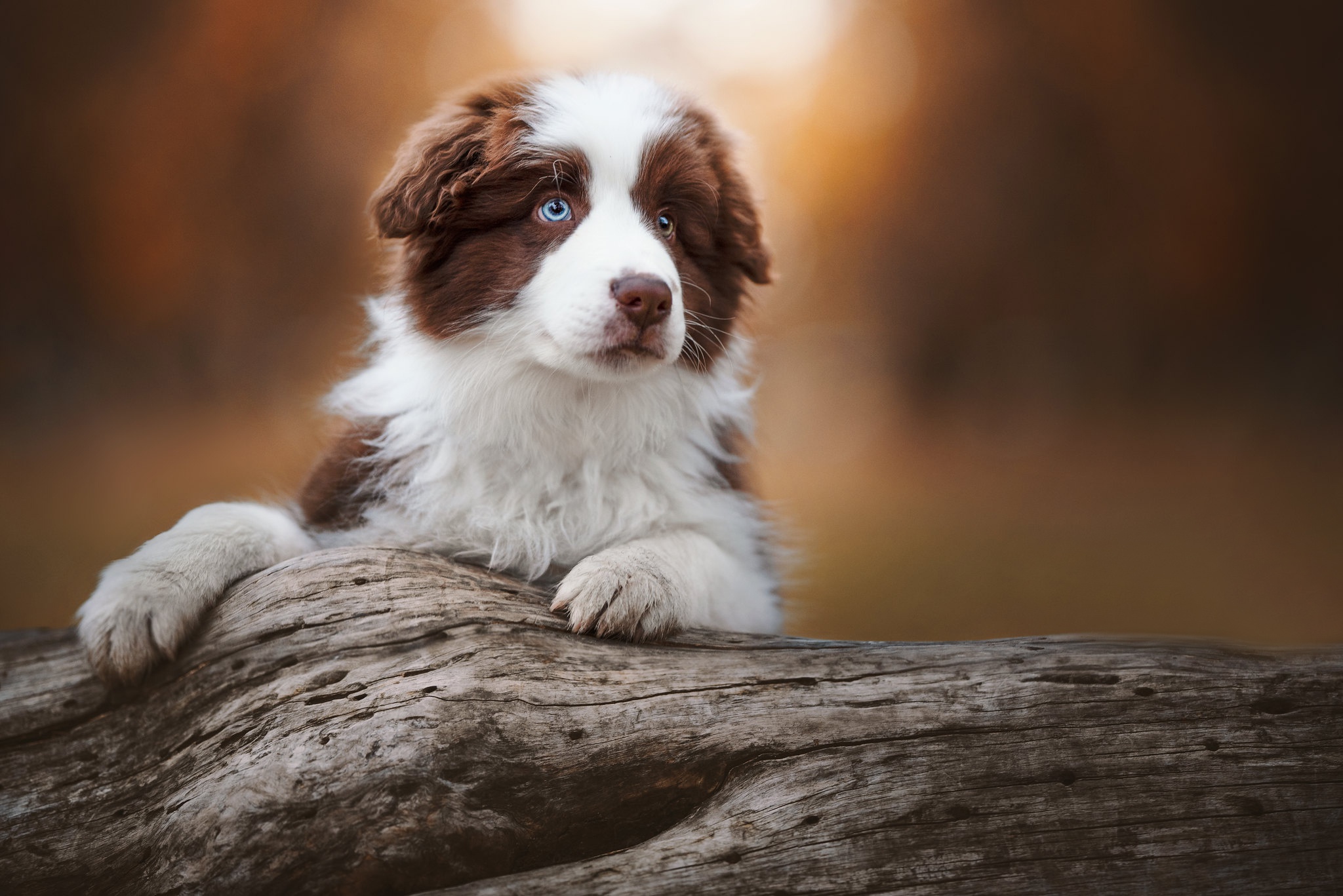 Download mobile wallpaper Dogs, Animal, Puppy, Baby Animal for free.