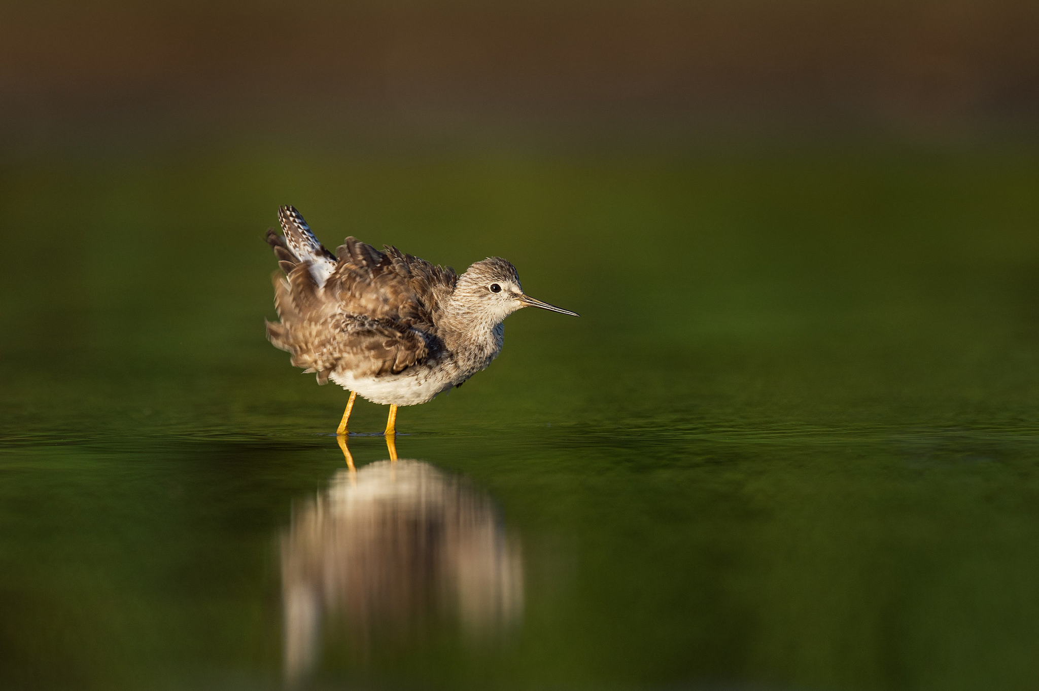 Download mobile wallpaper Birds, Reflection, Bird, Animal for free.