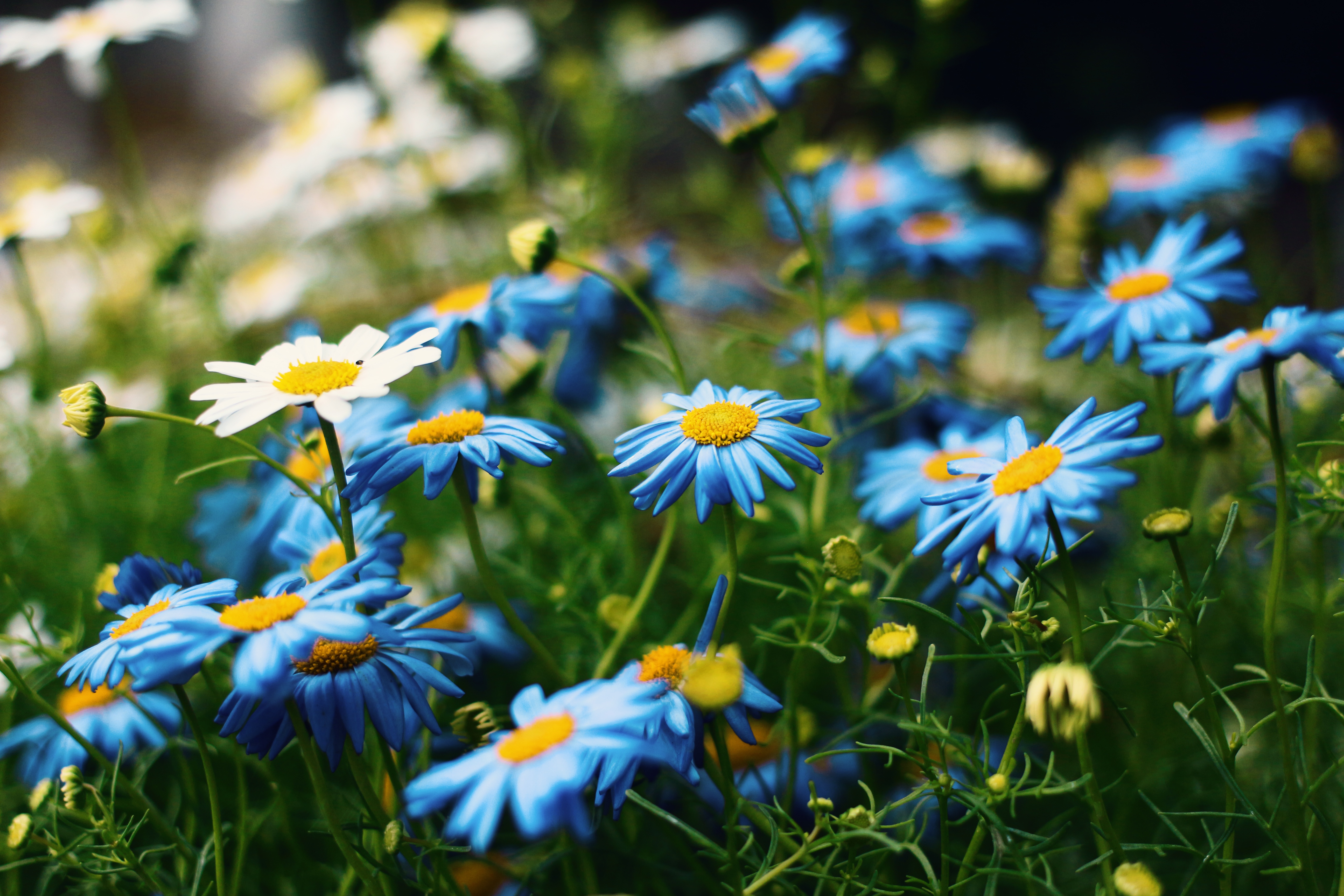 Windows Backgrounds earth, chamomile, blue flower, close up, flower, nature, white flower
