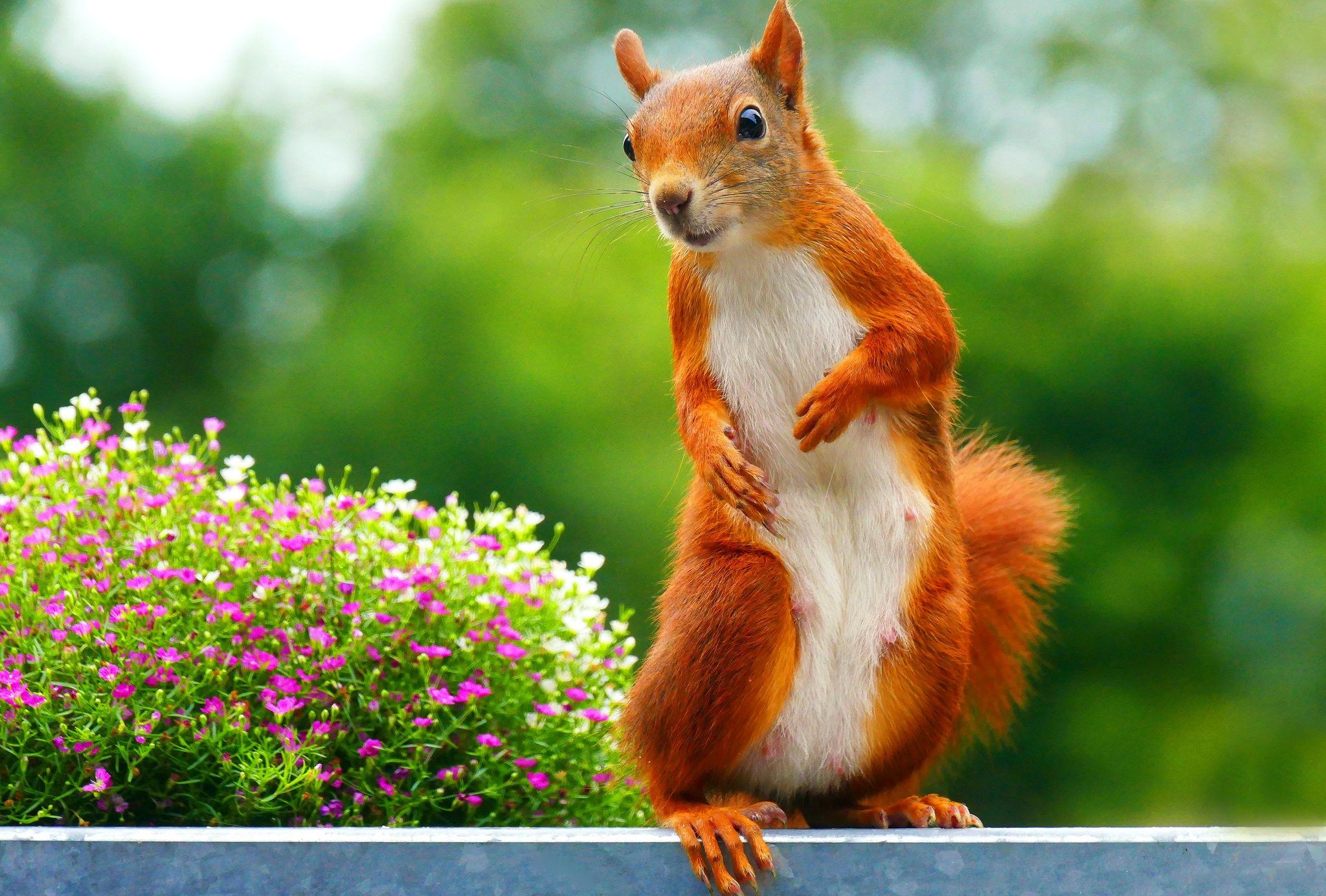 Download mobile wallpaper Squirrel, Flower, Animal, Bokeh, Rodent for free.