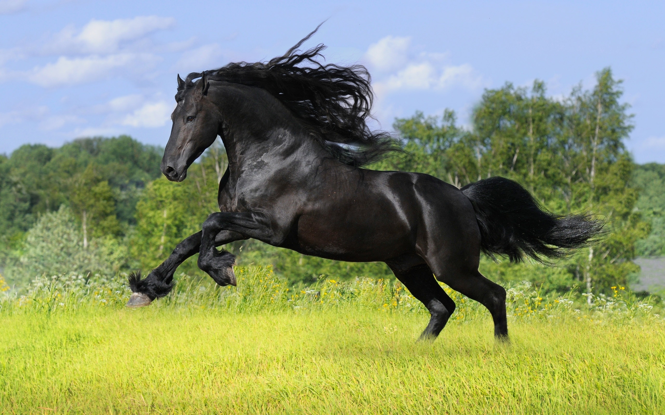 Free download wallpaper Animal, Horse on your PC desktop