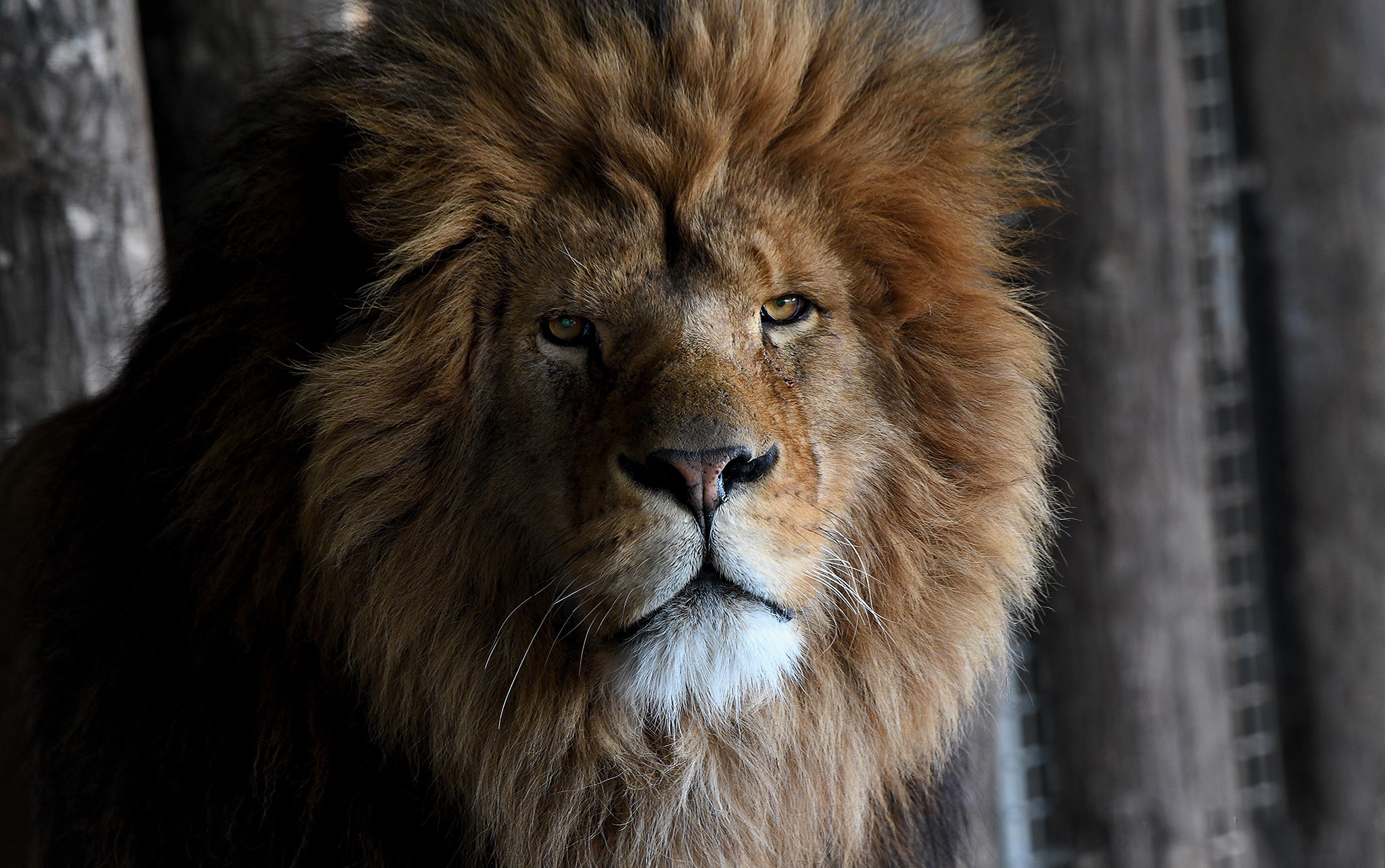 Téléchargez des papiers peints mobile Animaux, Chats, Lion gratuitement.