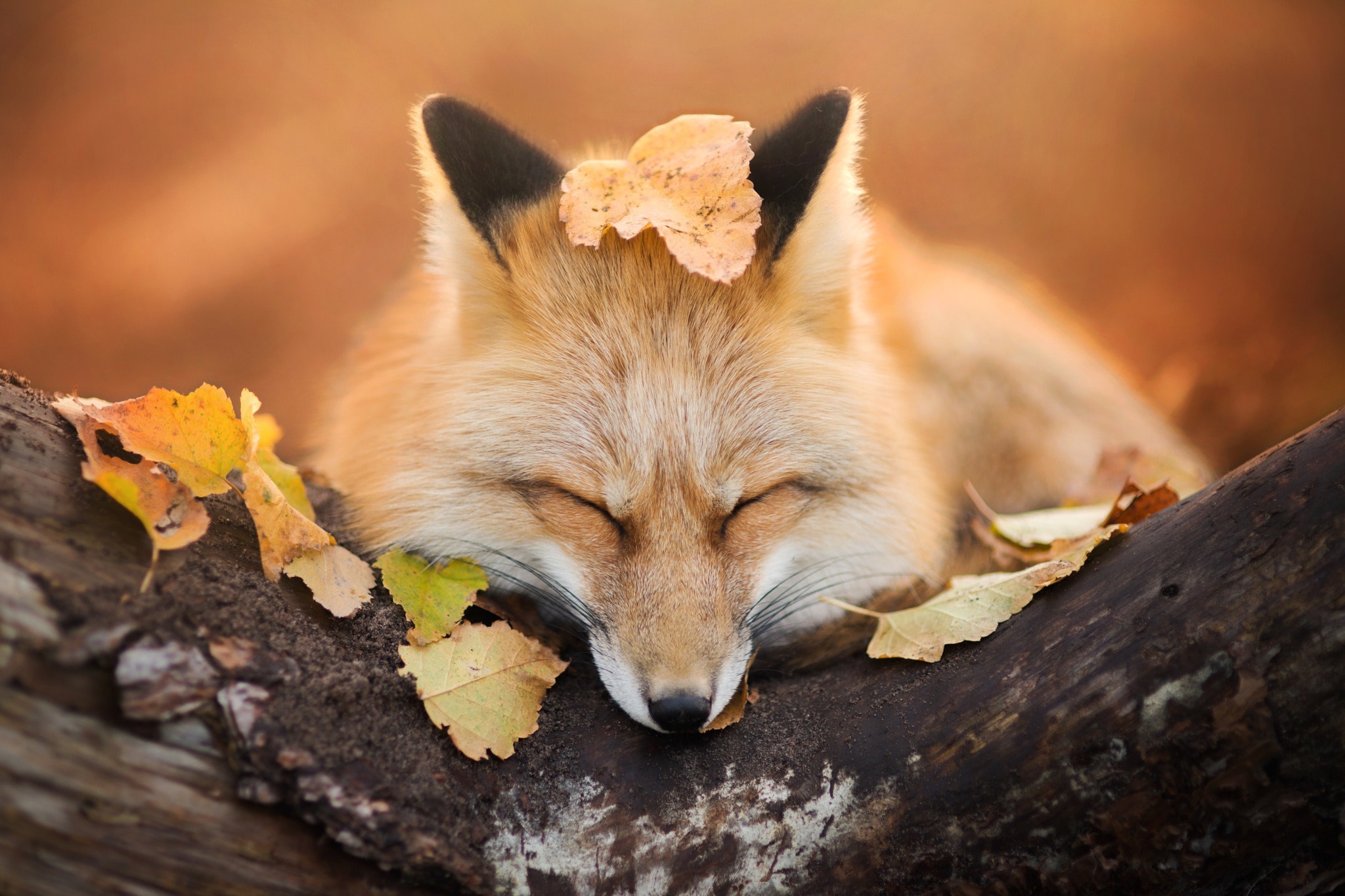 Download mobile wallpaper Fox, Leaf, Animal, Sleeping for free.