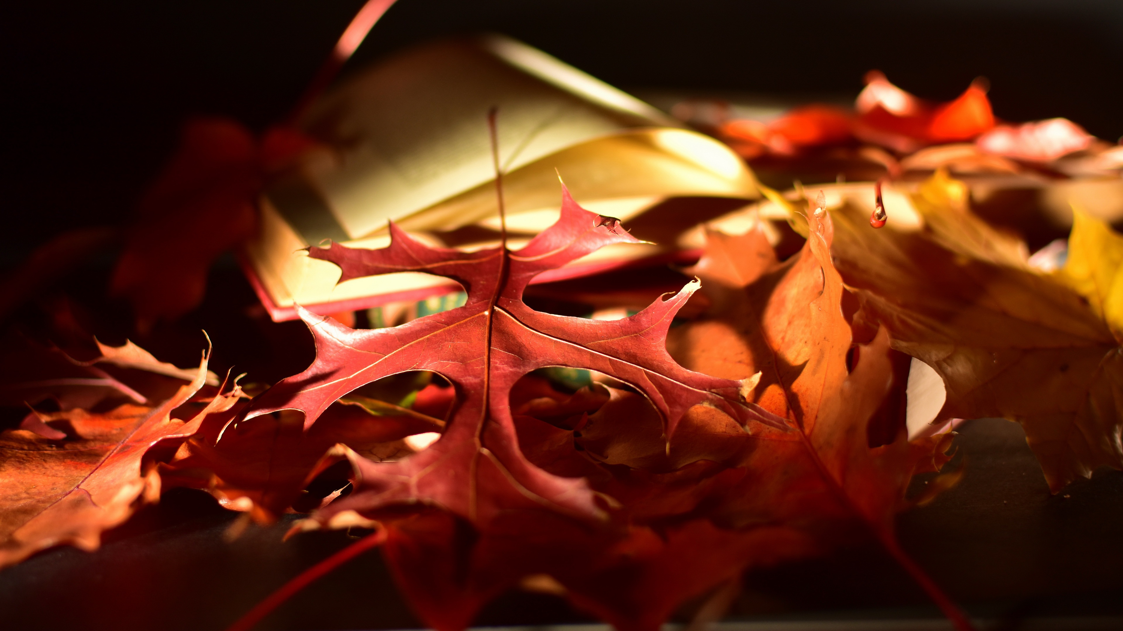 Download mobile wallpaper Nature, Macro, Leaf, Fall, Earth for free.