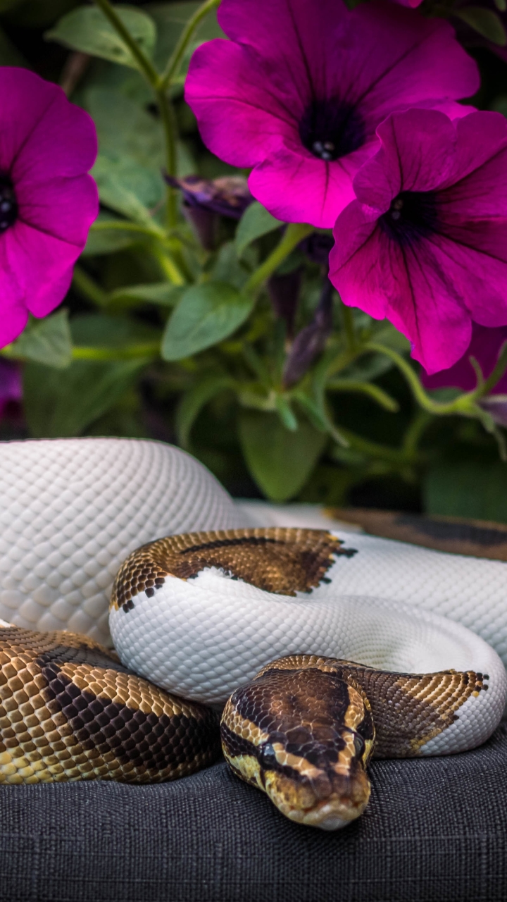 Download mobile wallpaper Flower, Animal, Snake, Reptiles, Petunia, Python for free.