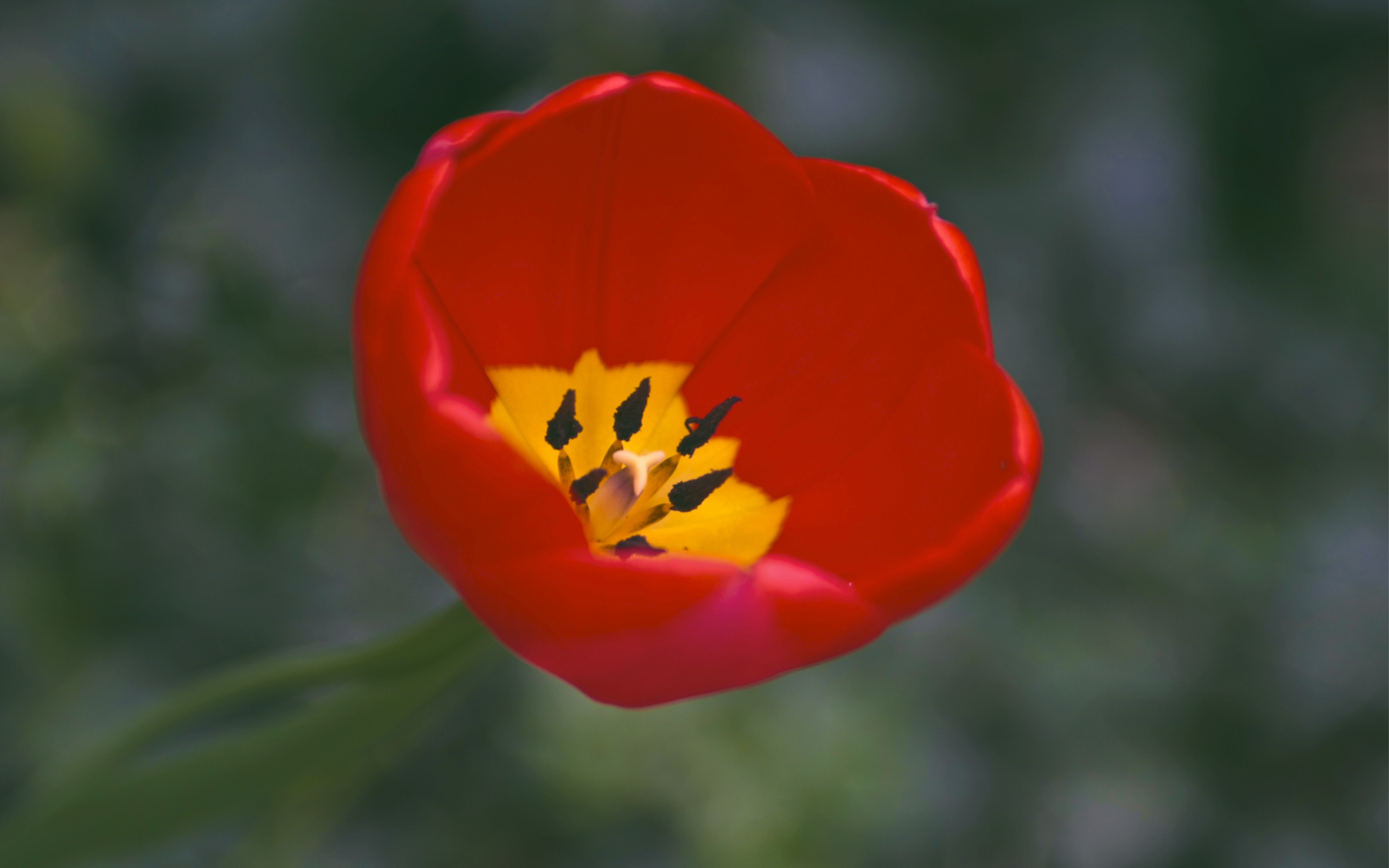 Téléchargez gratuitement l'image Fleurs, Fleur, Terre/nature sur le bureau de votre PC