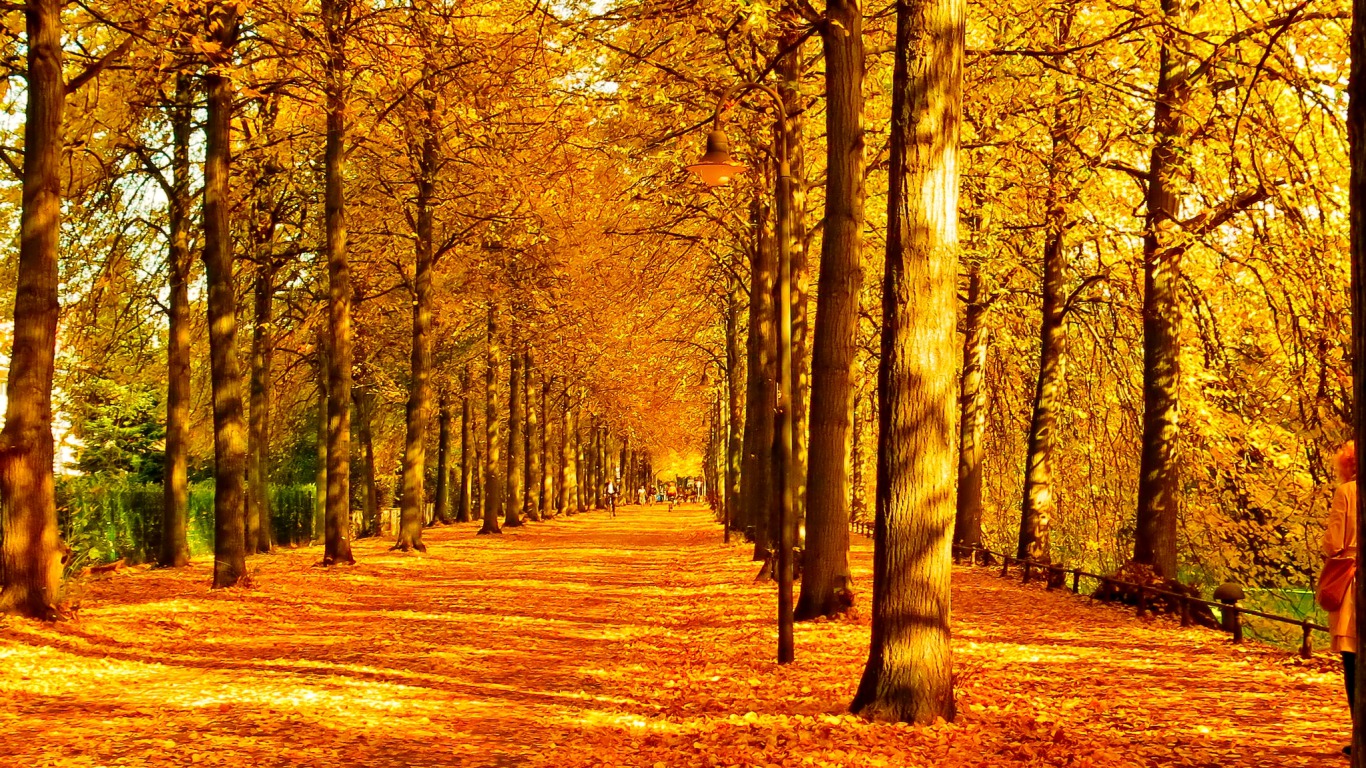 Handy-Wallpaper Herbst, Wald, Baum, Pfad, Erde/natur kostenlos herunterladen.