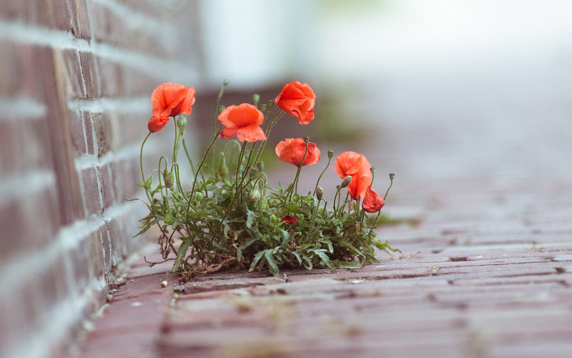 Descarga gratis la imagen Flores, Flor, Tierra/naturaleza en el escritorio de tu PC