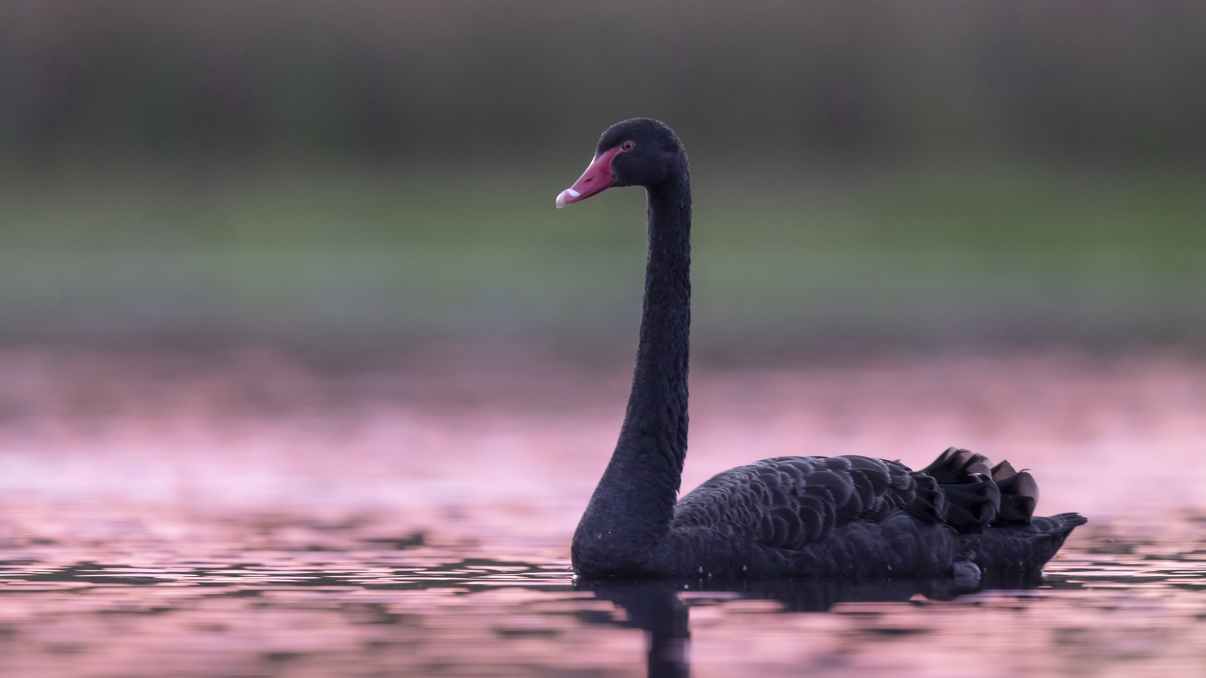 Download mobile wallpaper Birds, Animal, Black Swan for free.