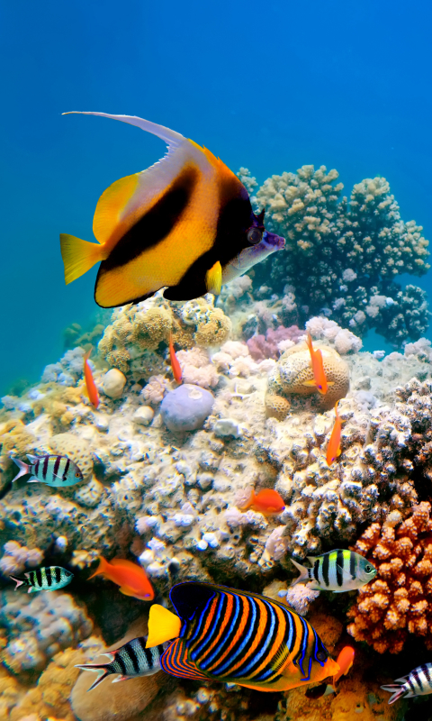 Handy-Wallpaper Tiere, Fische, Fisch, Unterwasser, Korallenriff kostenlos herunterladen.