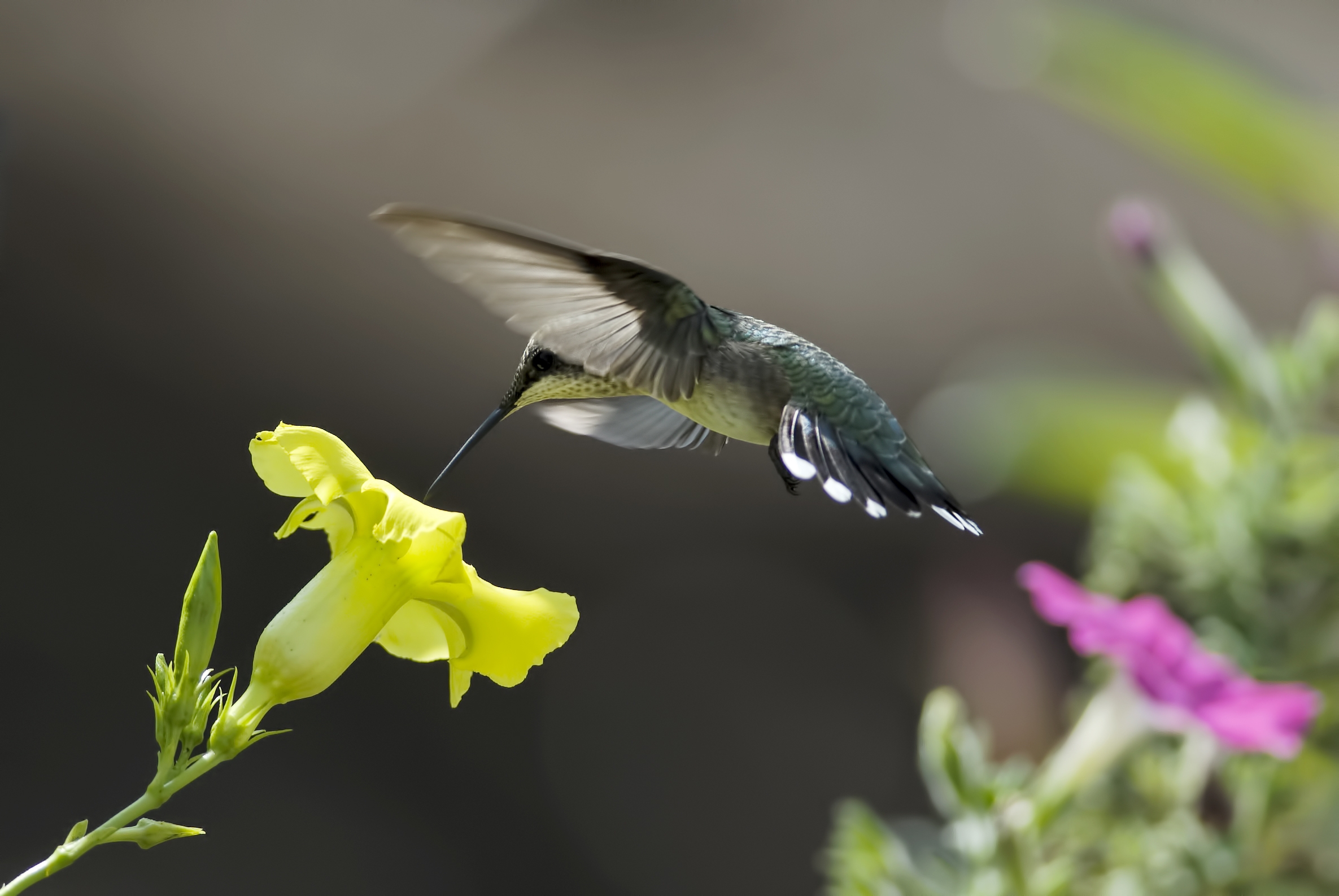 Free download wallpaper Hummingbird, Birds, Animal on your PC desktop