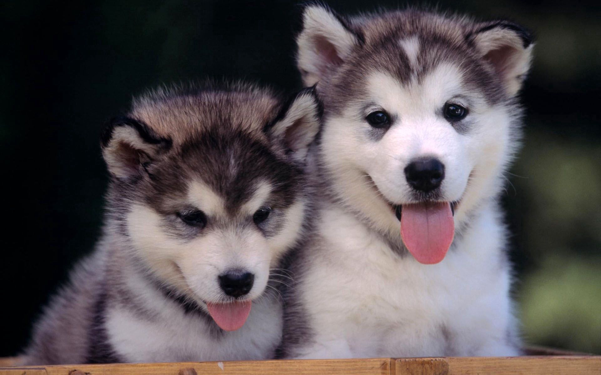puppies, animals, couple, pair, relaxation, rest, husky