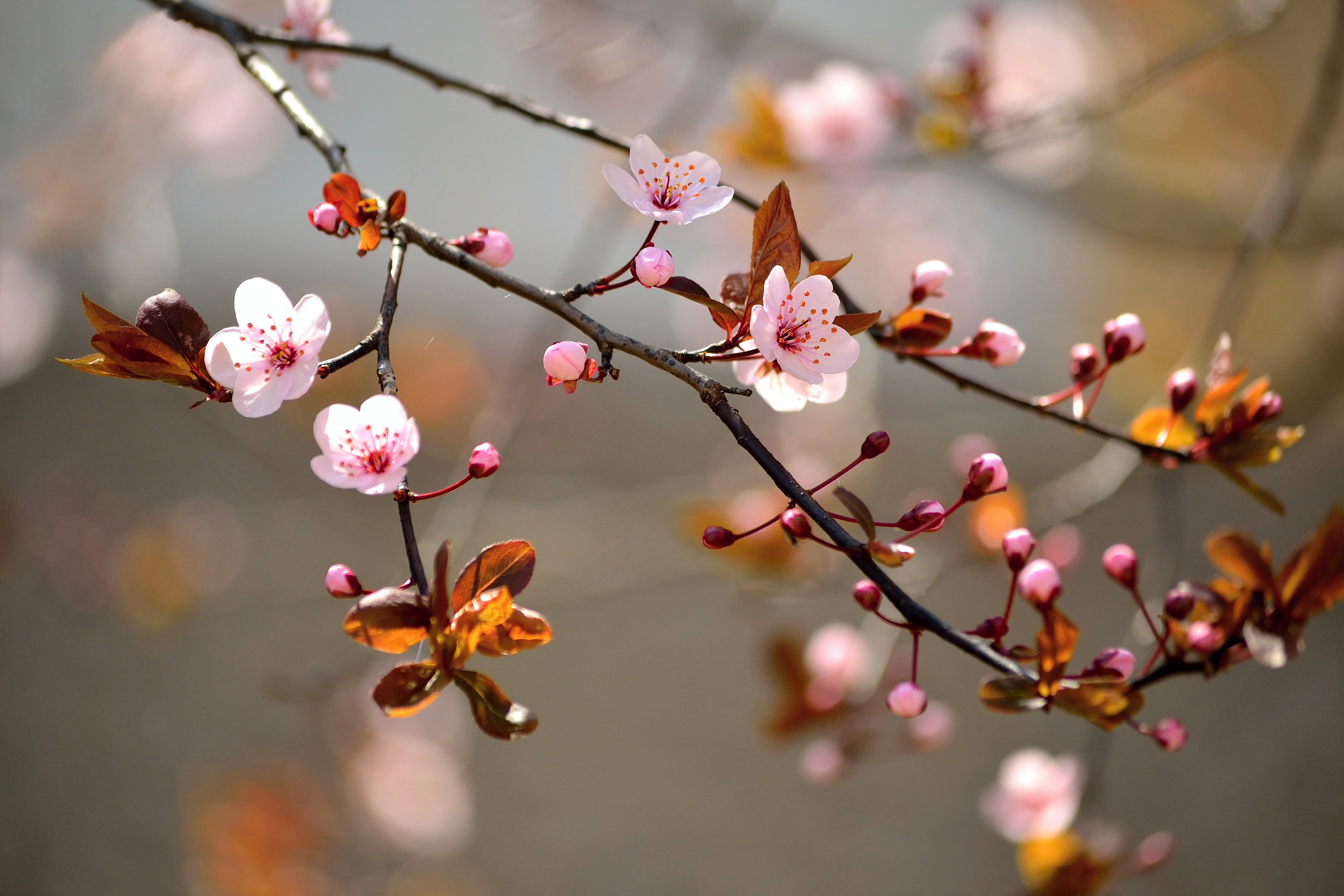 Free download wallpaper Nature, Flowers, Flower, Branch, Earth, Blossom, Depth Of Field on your PC desktop