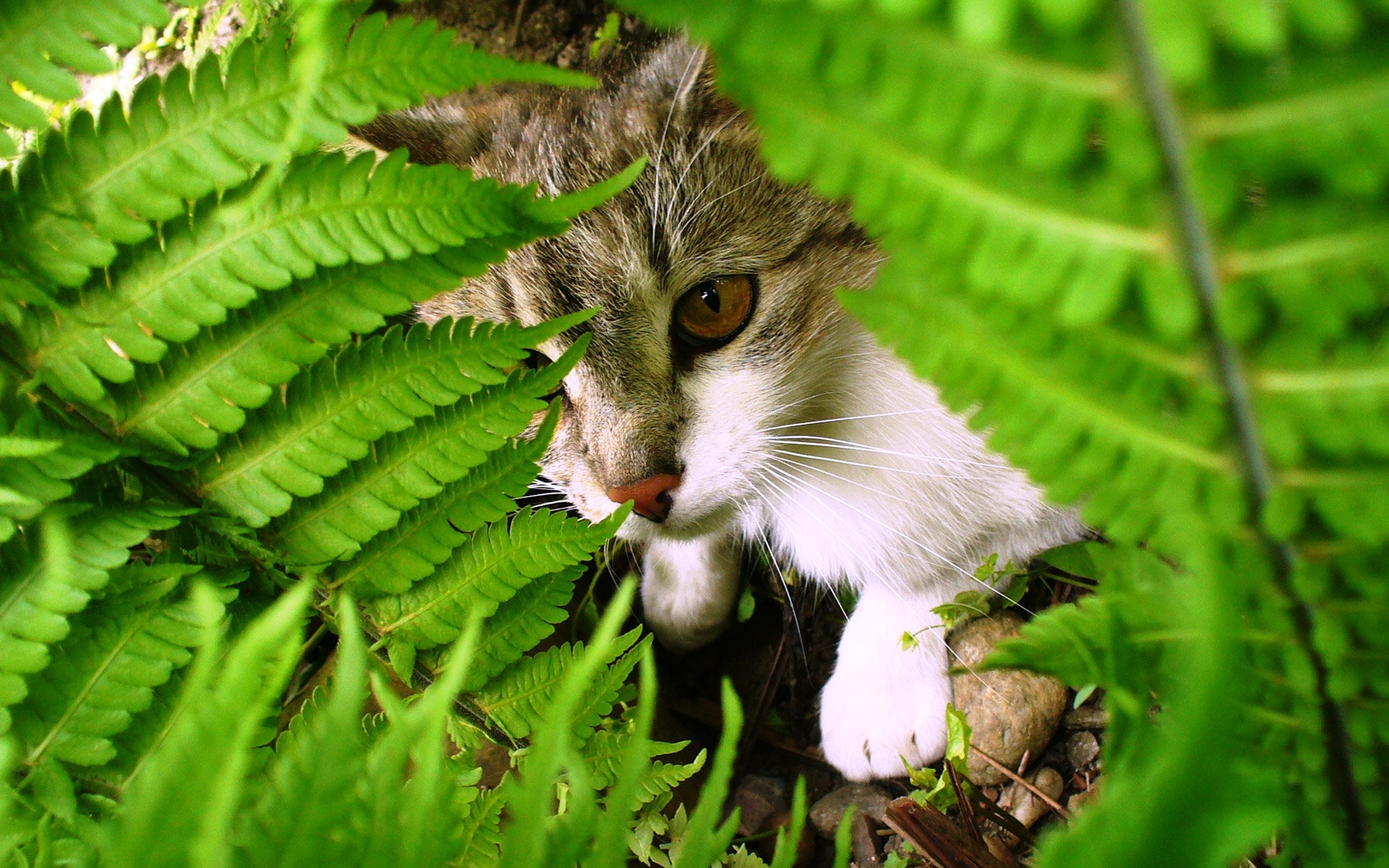 Download mobile wallpaper Cat, Animal for free.