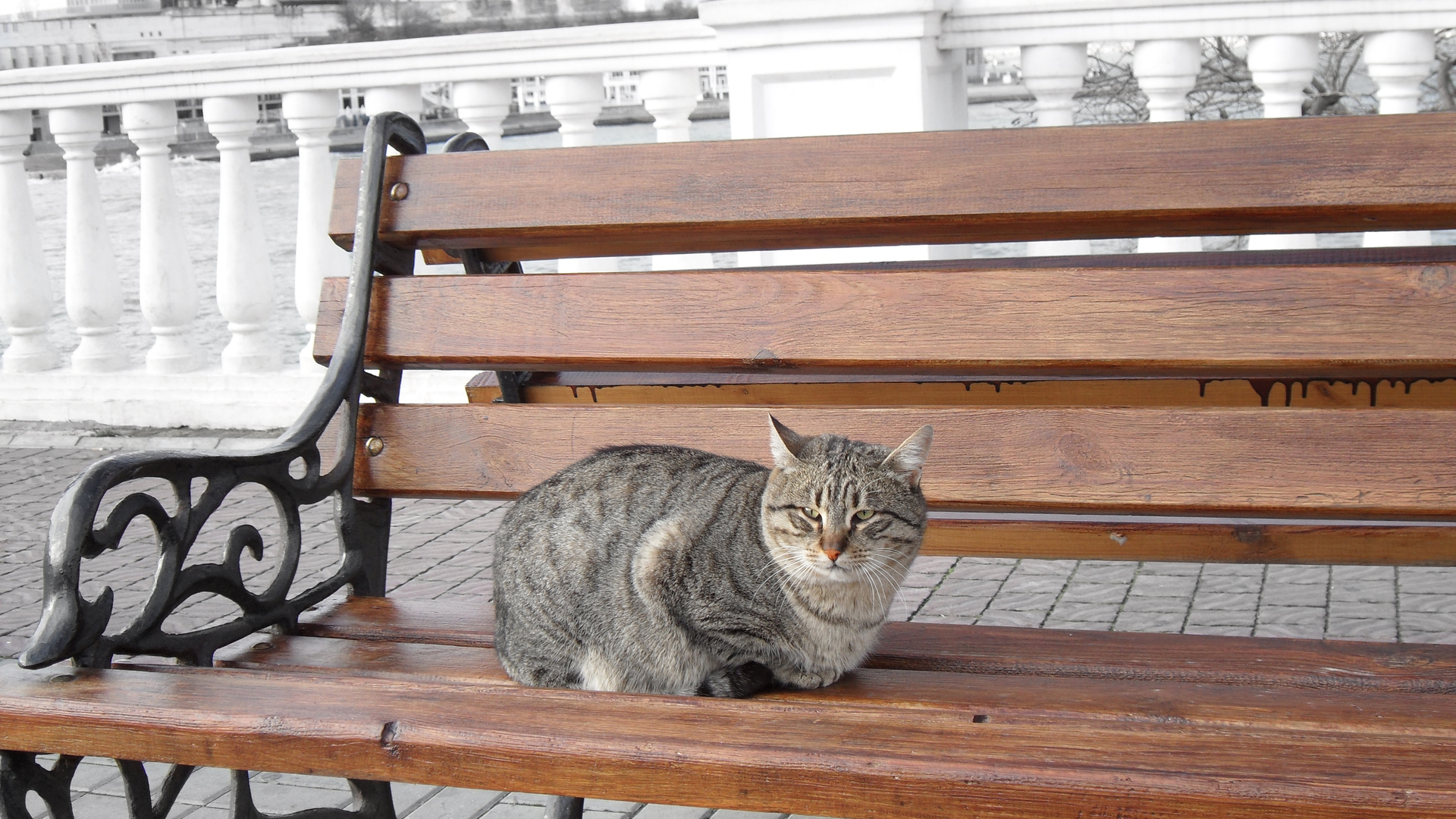 Handy-Wallpaper Tiere, Katze kostenlos herunterladen.