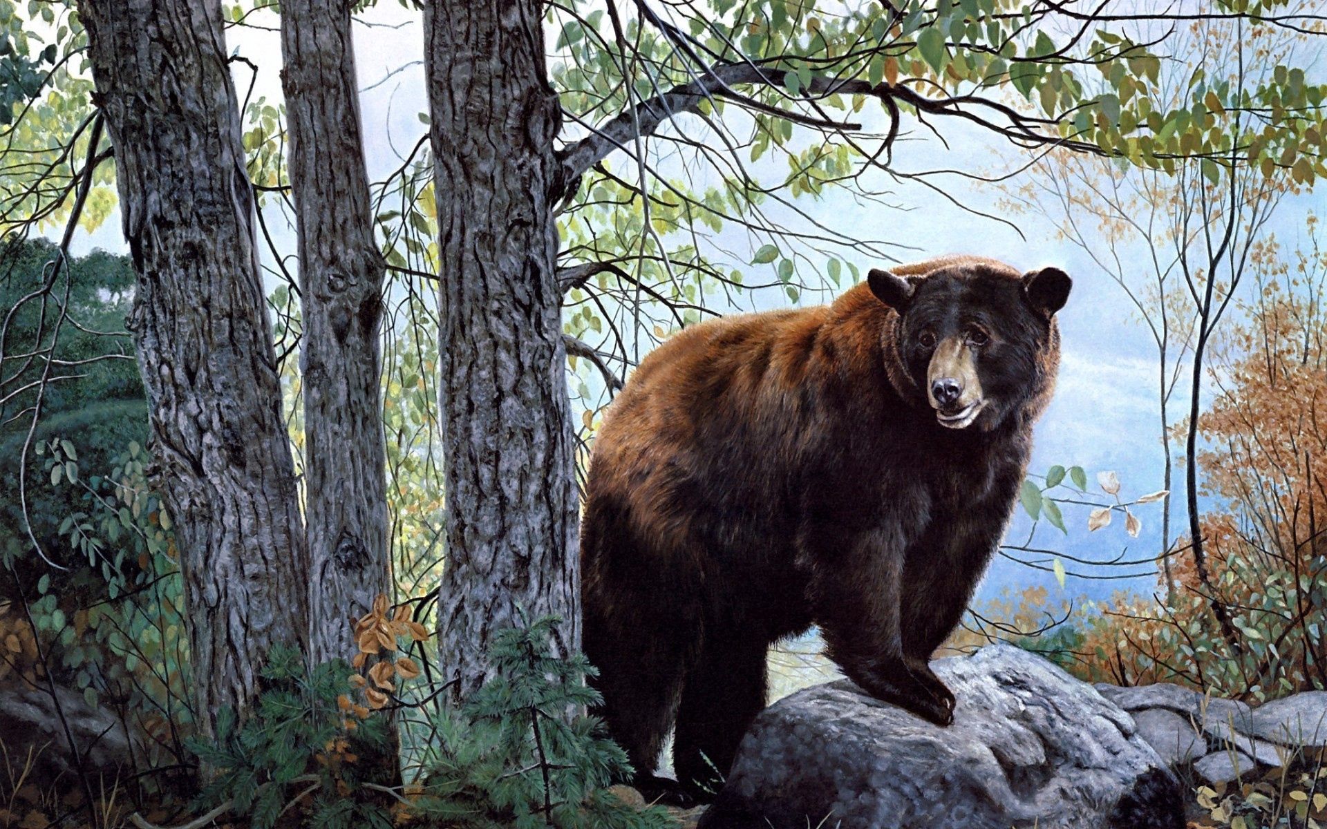 Скачать обои бесплатно Лес, Животные, Медведь, Деревья картинка на рабочий стол ПК