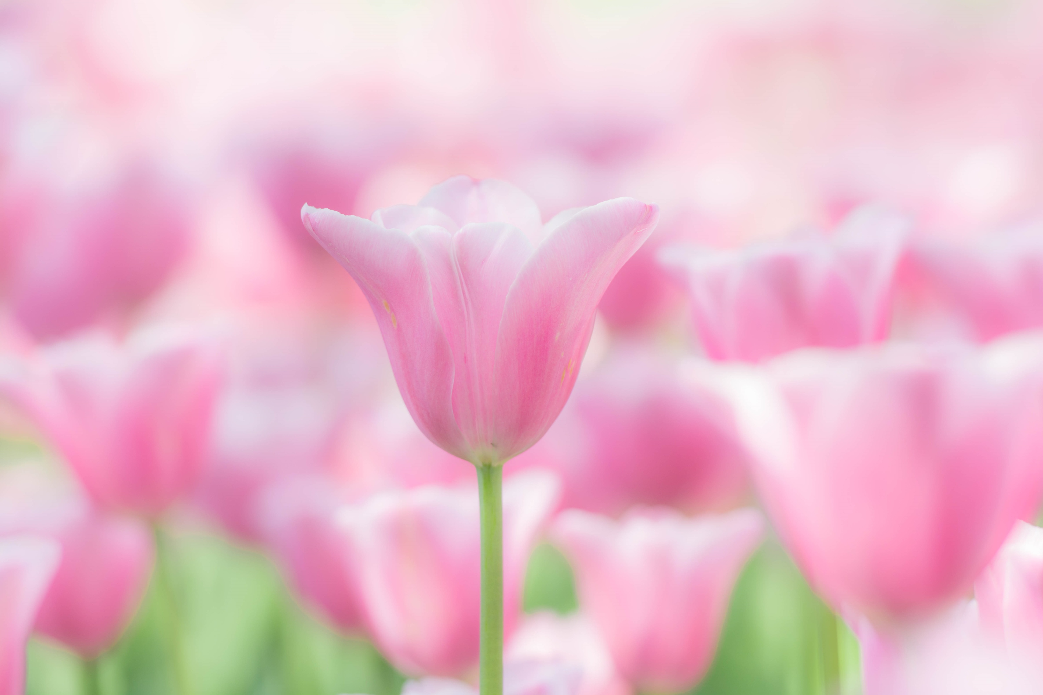 Download mobile wallpaper Nature, Flowers, Flower, Macro, Earth, Tulip, Pink Flower for free.