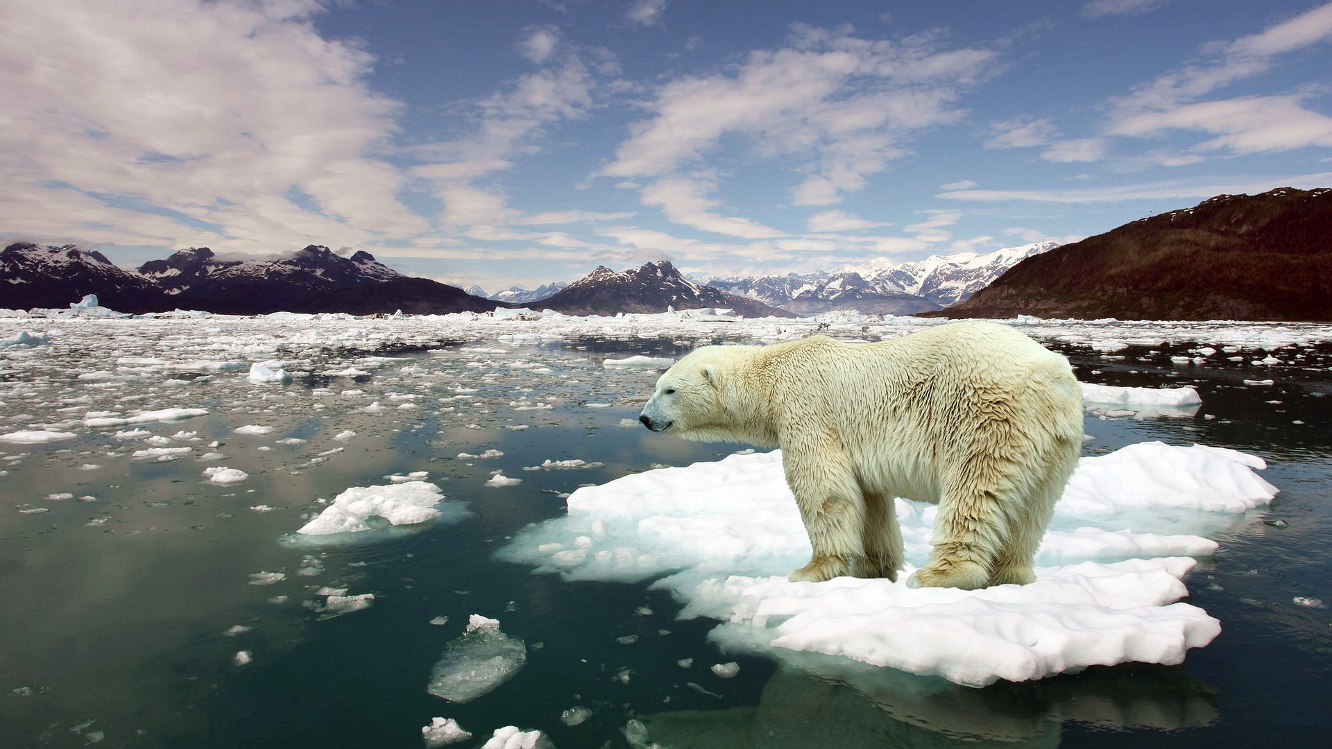 Laden Sie das Tiere, Eisbär-Bild kostenlos auf Ihren PC-Desktop herunter