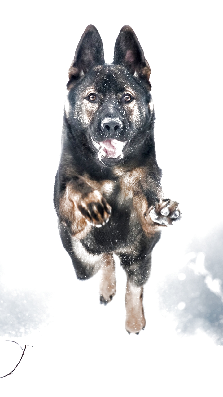 Handy-Wallpaper Tiere, Winter, Hunde, Schnee, Hund, Schäferhund, Tiefenschärfe kostenlos herunterladen.