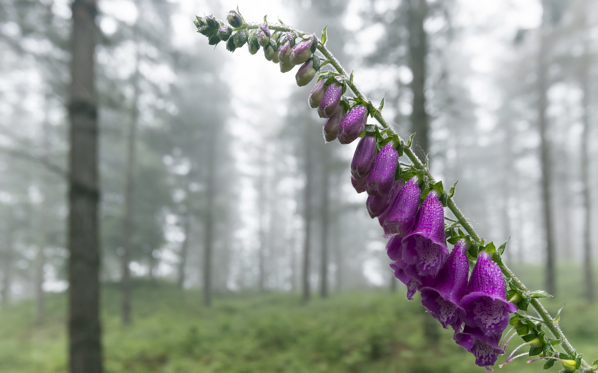 Descarga gratuita de fondo de pantalla para móvil de Flores, Flor, Tierra/naturaleza.