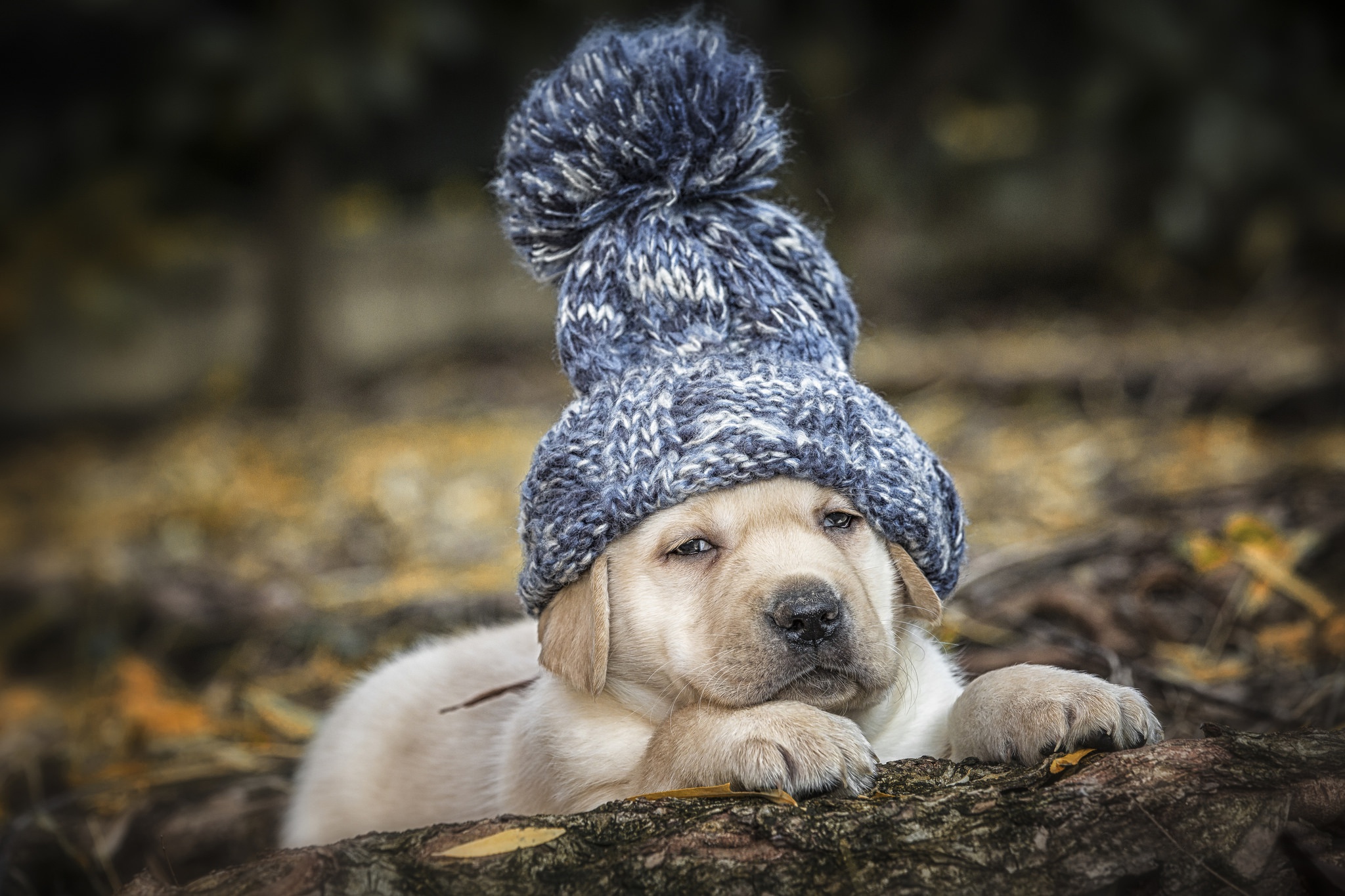 Download mobile wallpaper Dogs, Dog, Animal, Puppy, Hat, Labrador Retriever, Baby Animal, Depth Of Field for free.